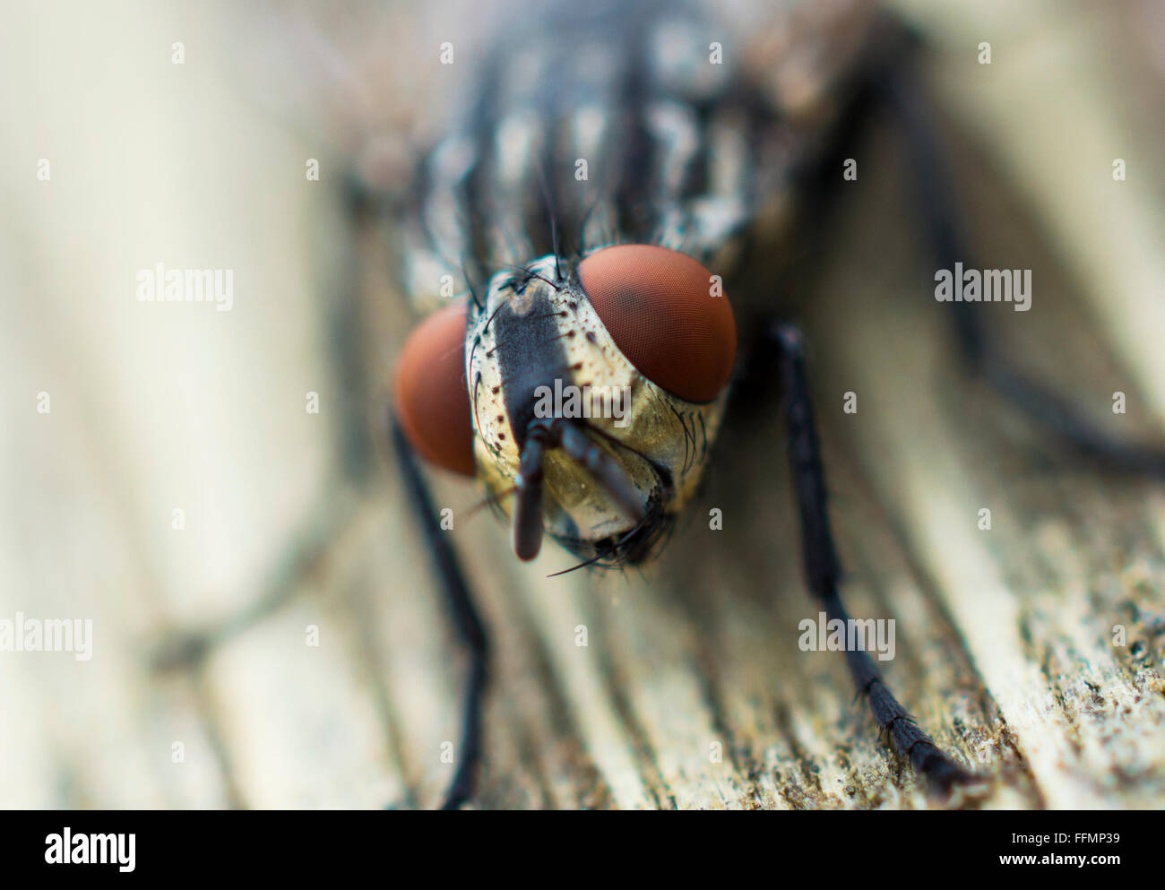 Imagen macro de una mosca Foto de stock
