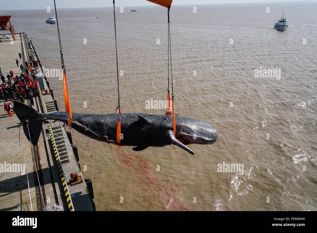 Nantong, provincia de Jiangsu de China. 16 Feb, 2016. Un muerto Cachalote varado en una playa de aguas poco profundas se eleva en la ciudad costera de Nantong, provincia de Jiangsu de China oriental, el 16 de febrero de 2016. Dos cachalotes fueron encontrados muertos en una playa de aguas poco profundas en Nantong. La más grande mide unos 16 metros de longitud y más de 25 toneladas de peso. Crédito: Ji Chunpeng/Xinhua/Alamy Live News Foto de stock