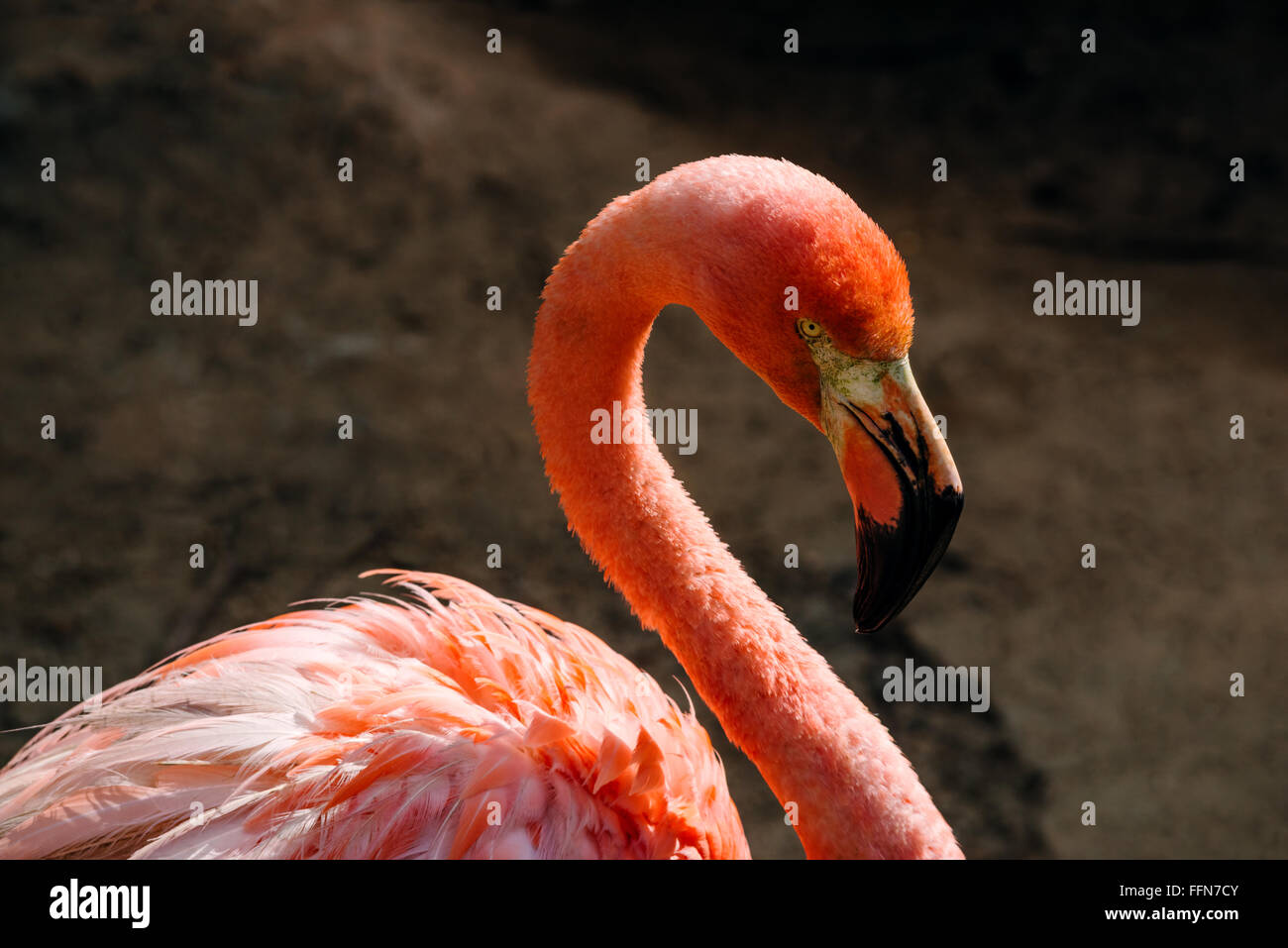 Flamingo retrato de aves coloridas de animales tropicales exóticos fondo oscuro Foto de stock