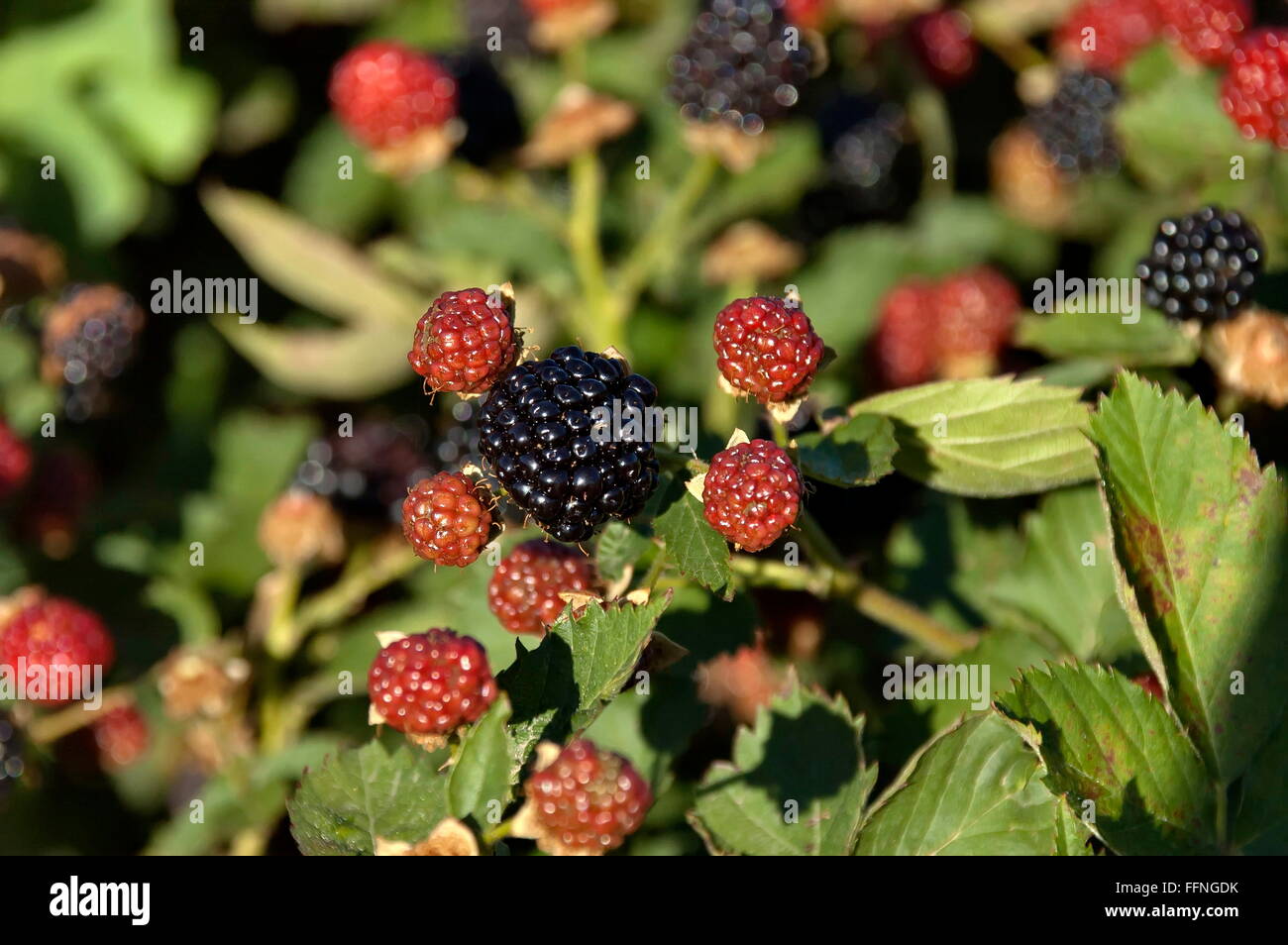 Frutas de montaña fotografías e imágenes de alta resolución Alamy