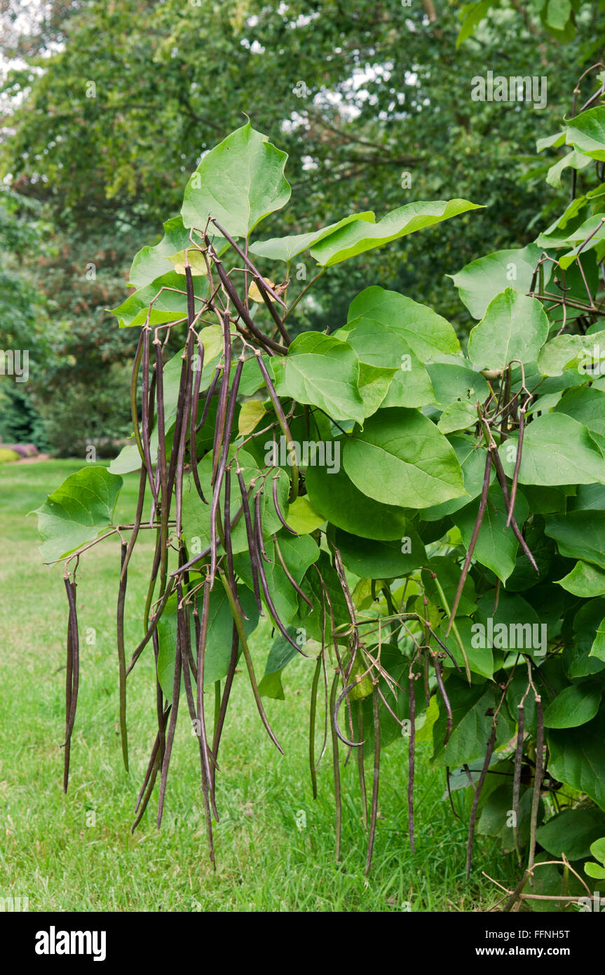 CATALPA BIGNONIOIDES Foto de stock
