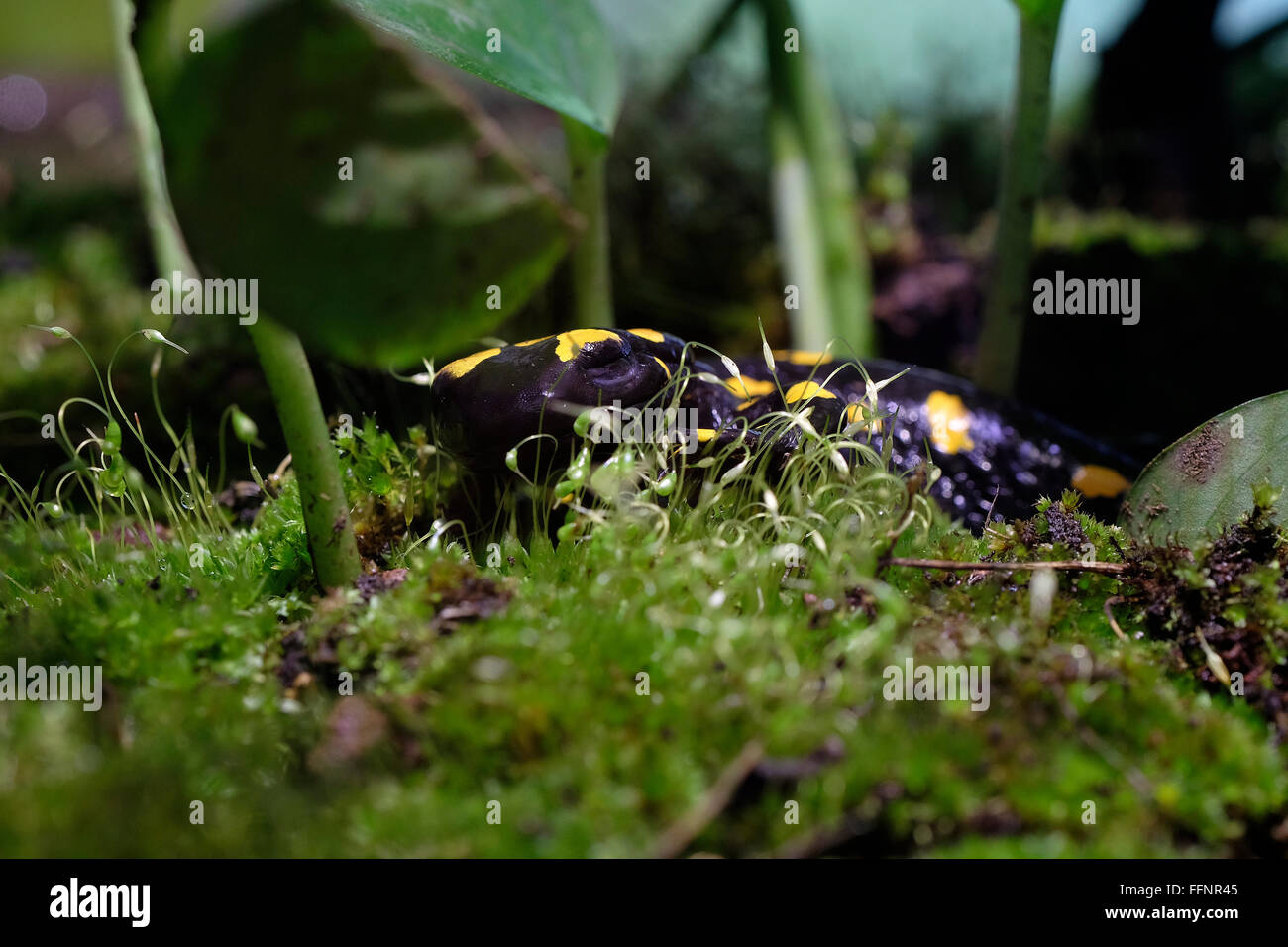 El incendio del Cercano Oriente o al arouss salamandra Salamandra infraimmaculata ayn ( ) que se encuentra en Irán, Iraq, Israel, Líbano, Siria y Turquía. Foto de stock