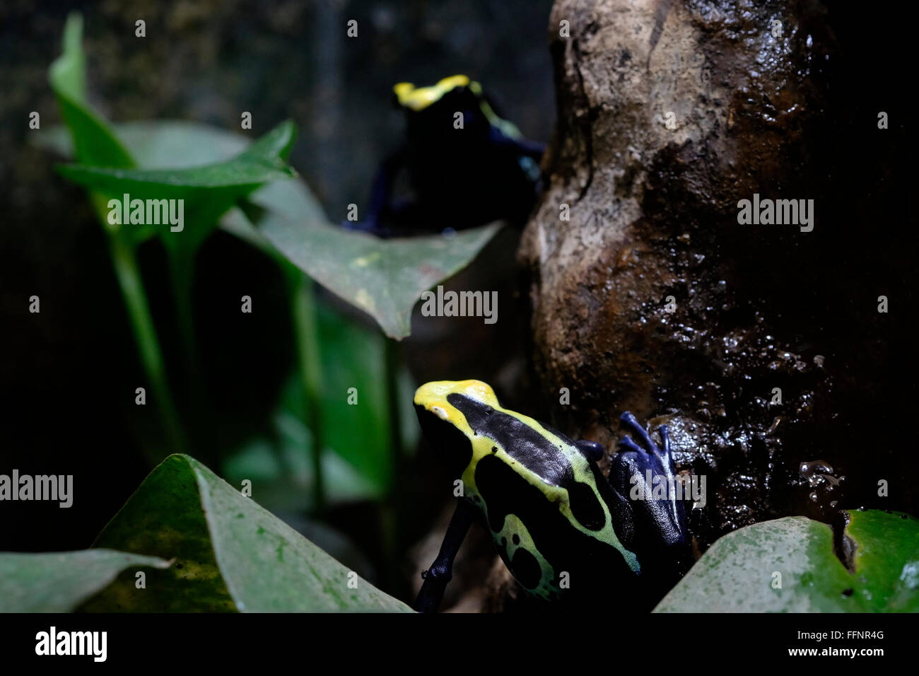 Dardos venenosos rana nativa de América Central y América del Sur tropical Foto de stock