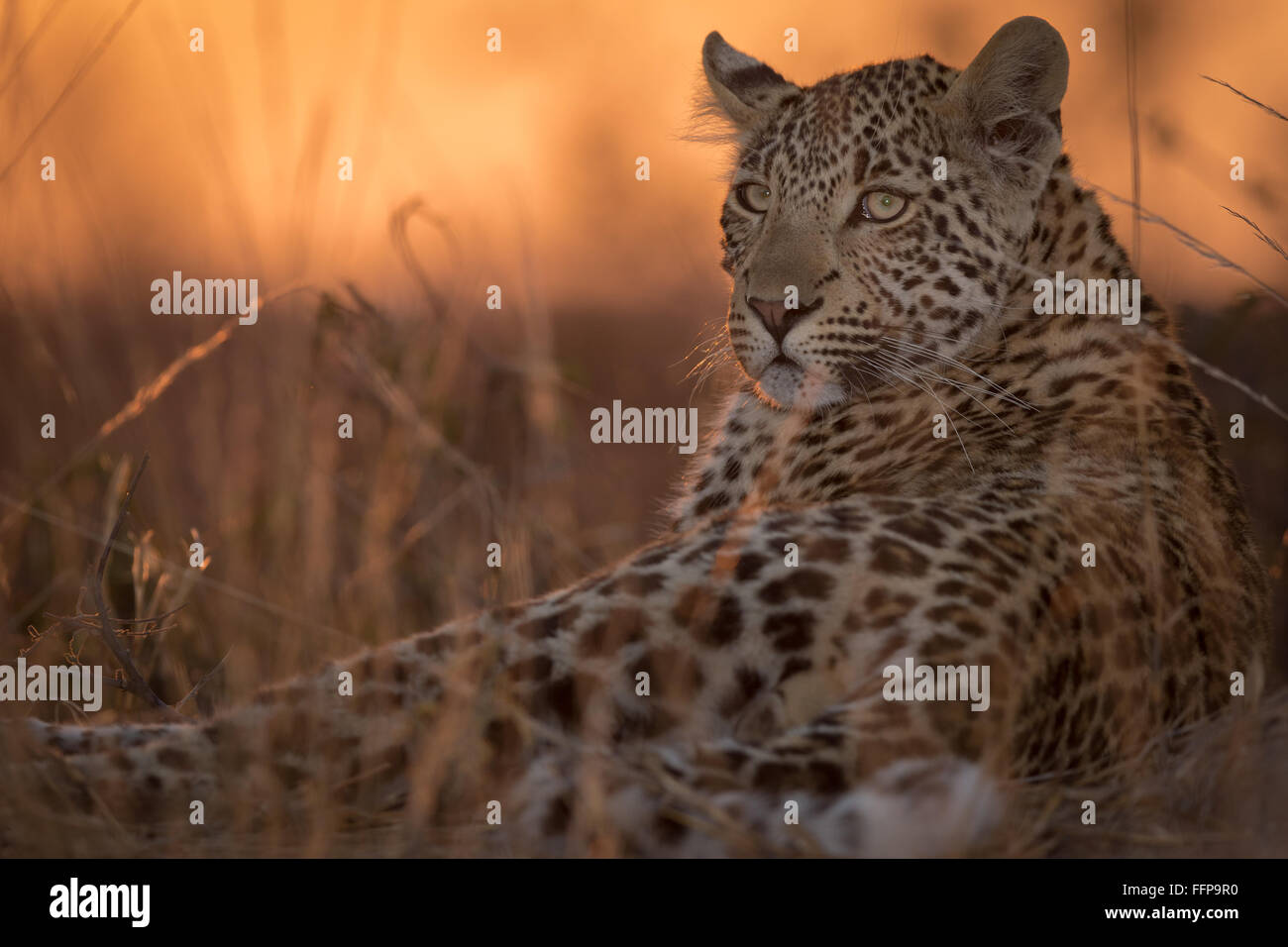 Joven leopardo (Panthera pardus) poniendo en Un termitero Foto de stock