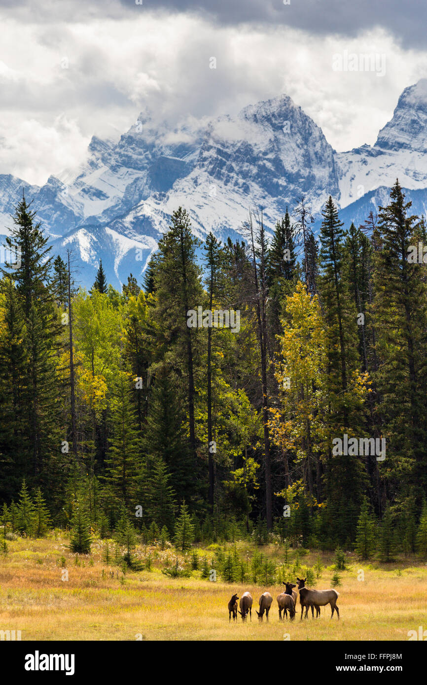 Wapitis delante de una cordillera, Cervus canadensis, Parque Nacional de Banff, Alberta, Canadá Foto de stock
