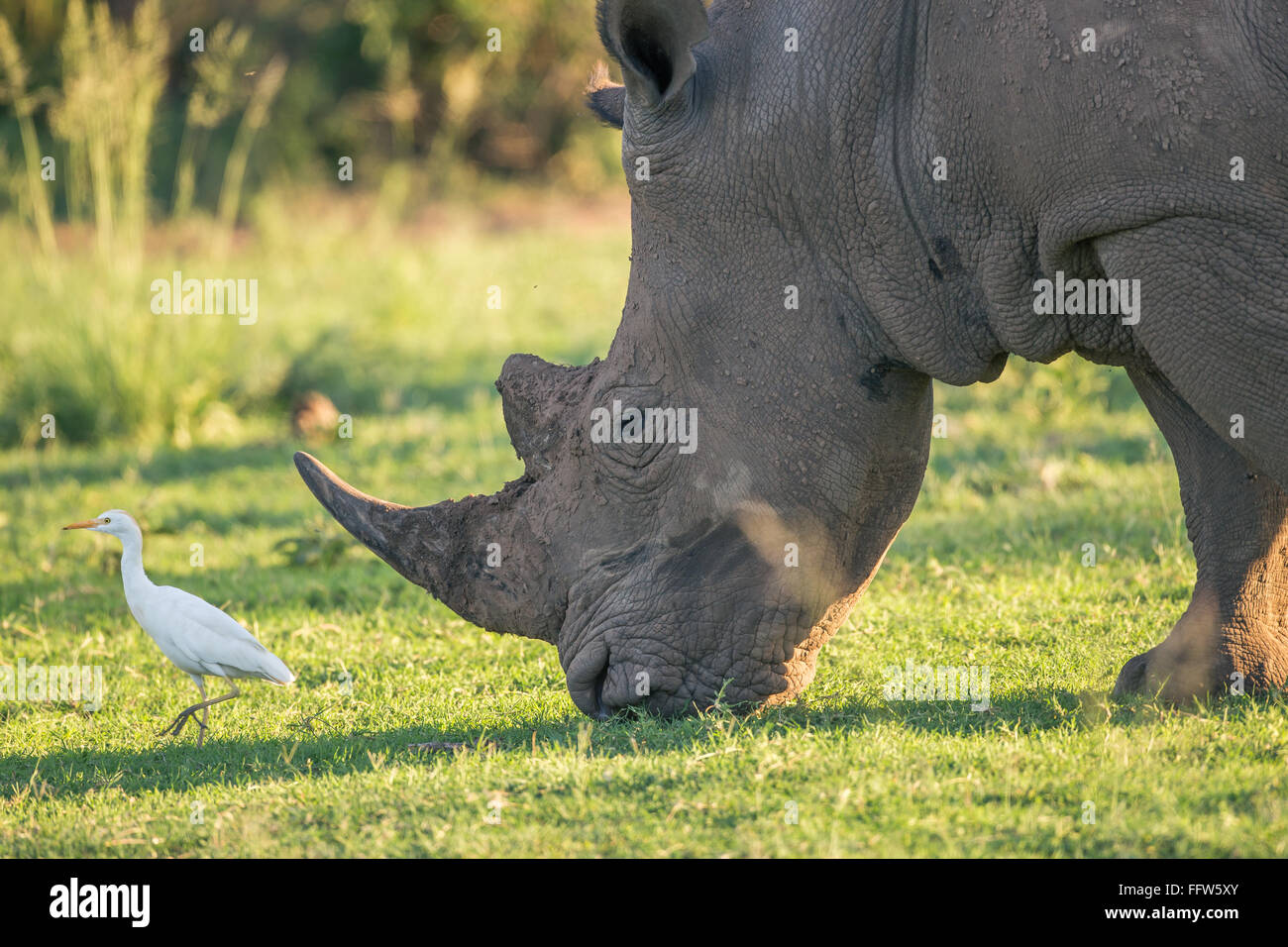 Un rinoceronte blanco con un pastoreo de ganado aves garceta liderando el camino Foto de stock