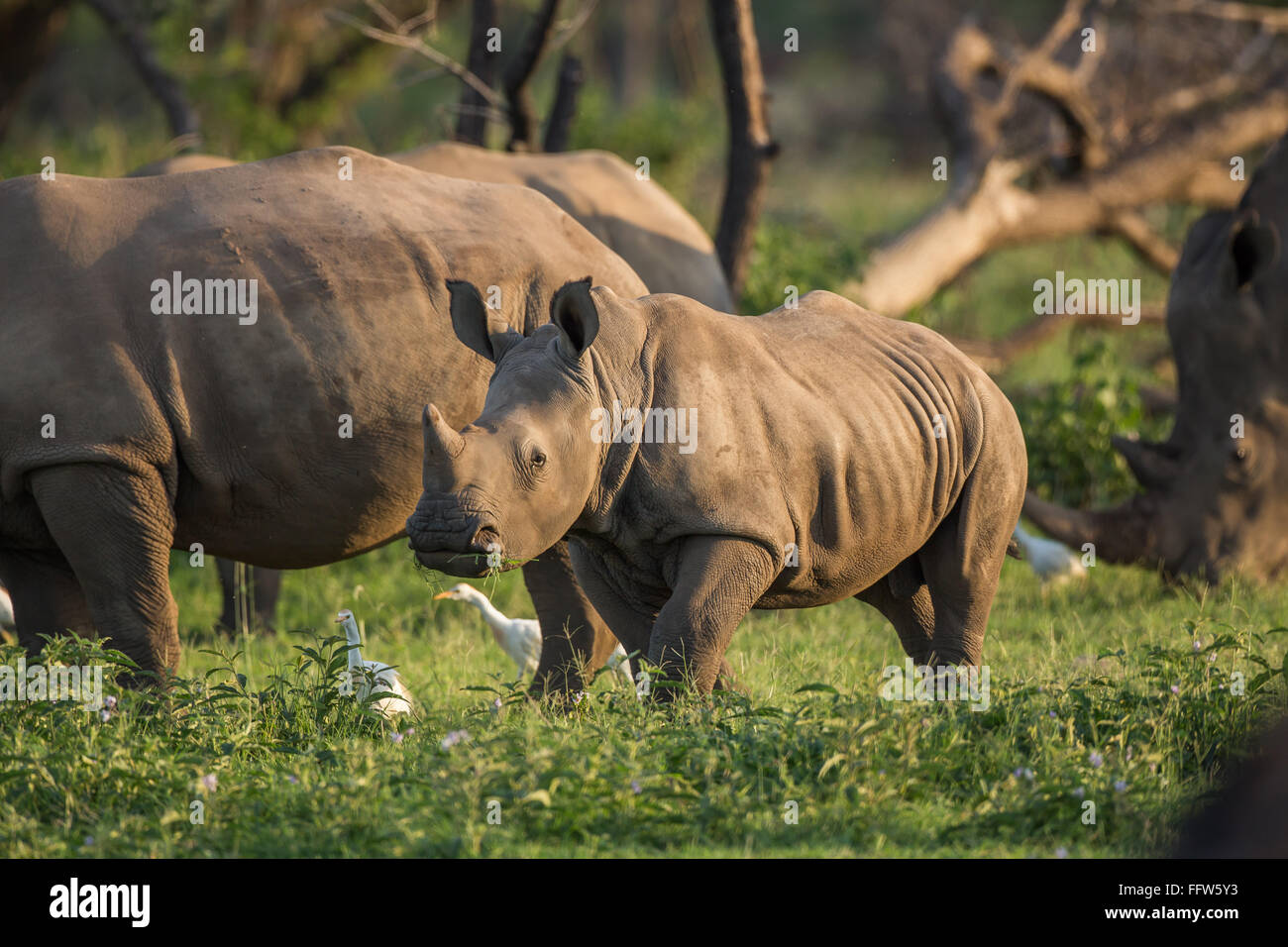 Un joven adolescente de Rinocerontes pastando Foto de stock