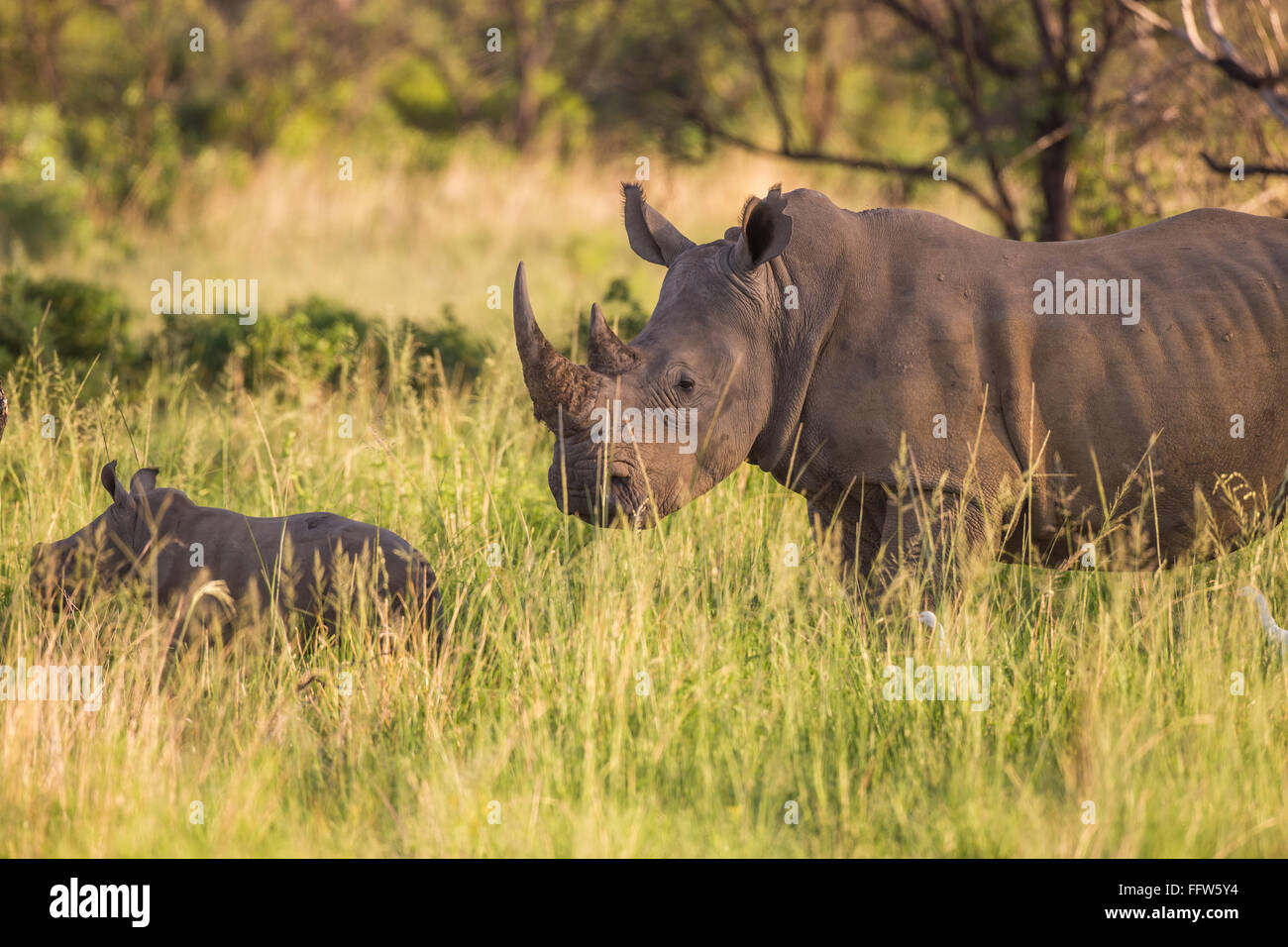 White Rhino una madre y su bebé ternero Foto de stock