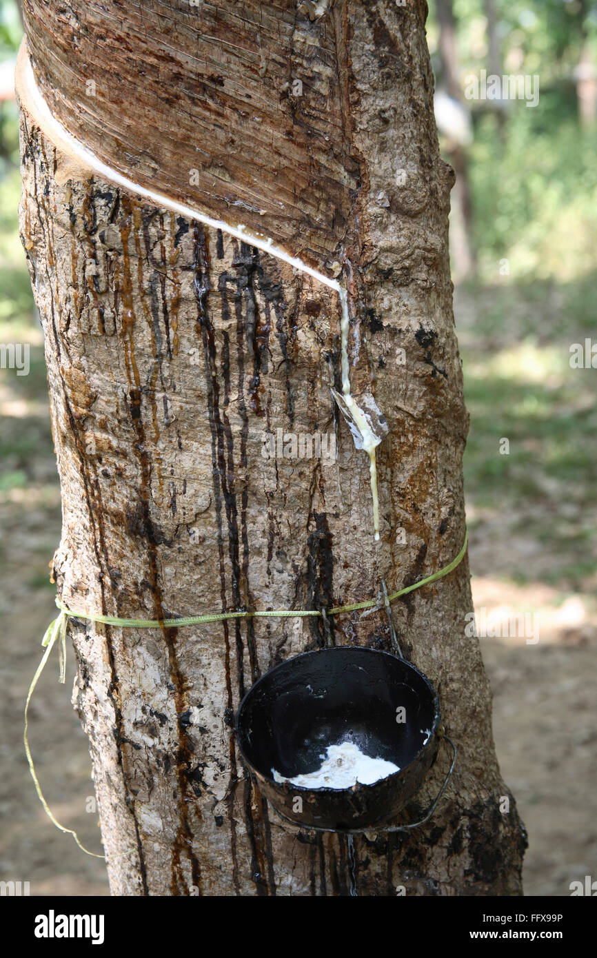 Nombre latino del árbol de caucho Hevea Brasiliensis harvest, Kerala, India  Fotografía de stock - Alamy