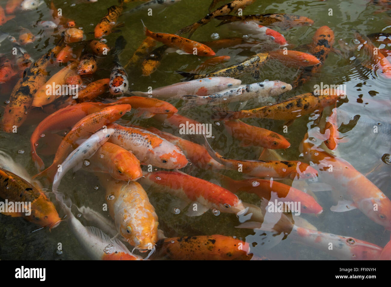 La carpa Koi en un estanque ornamental, Bangkok, Tailandia Foto de stock