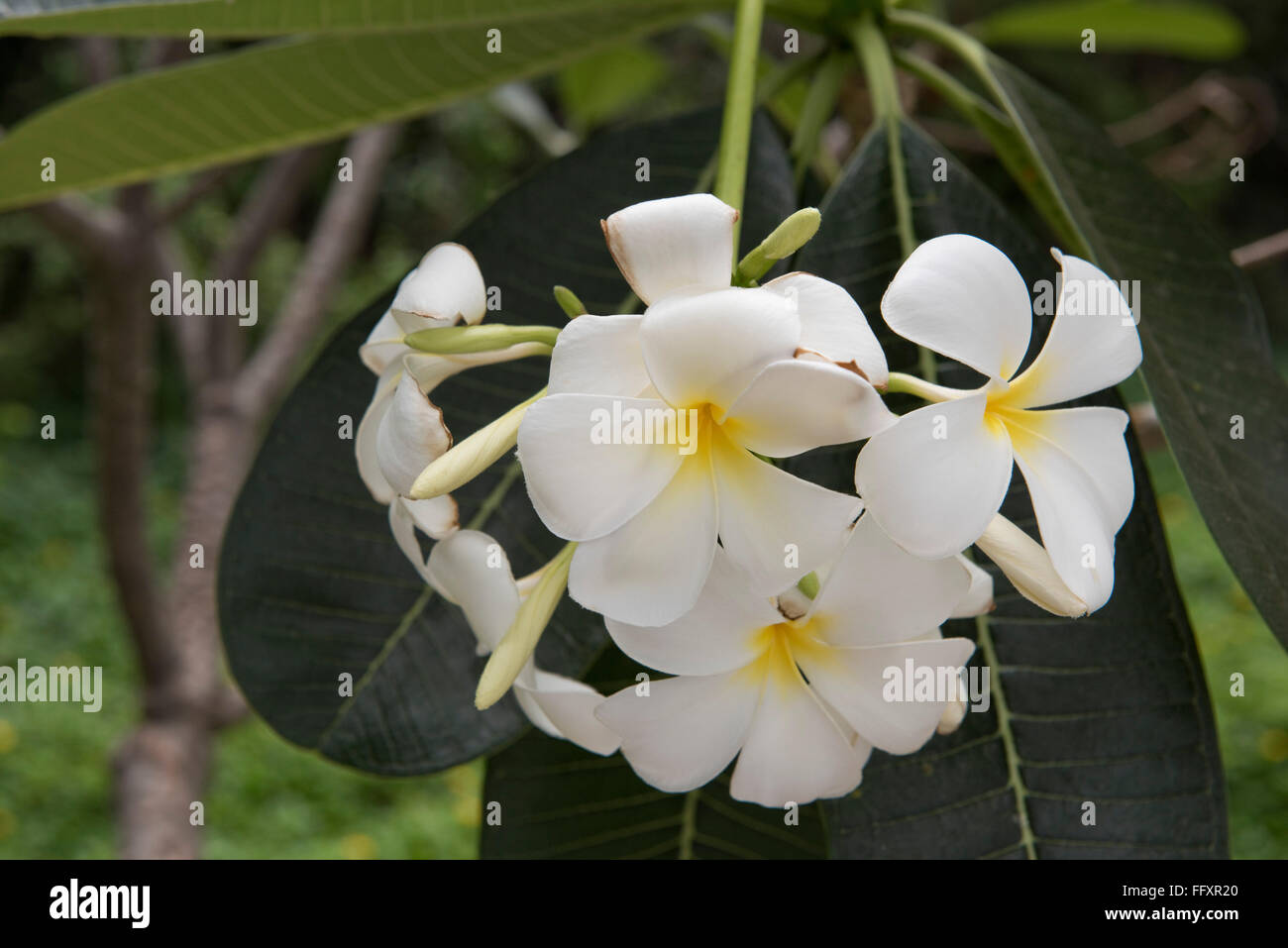 Flores blancas sobre un árbol Frangipani, Plumeria sp., una planta tropical ornamentales, Bangkok, Tailandia Foto de stock
