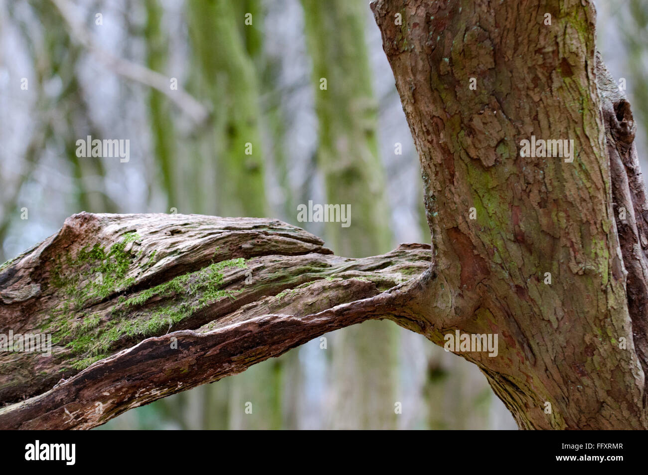 Musgo verde vivo que se aferran al tronco de un árbol al comienzo de la  temporada de primavera en el Reino Unido Fotografía de stock - Alamy
