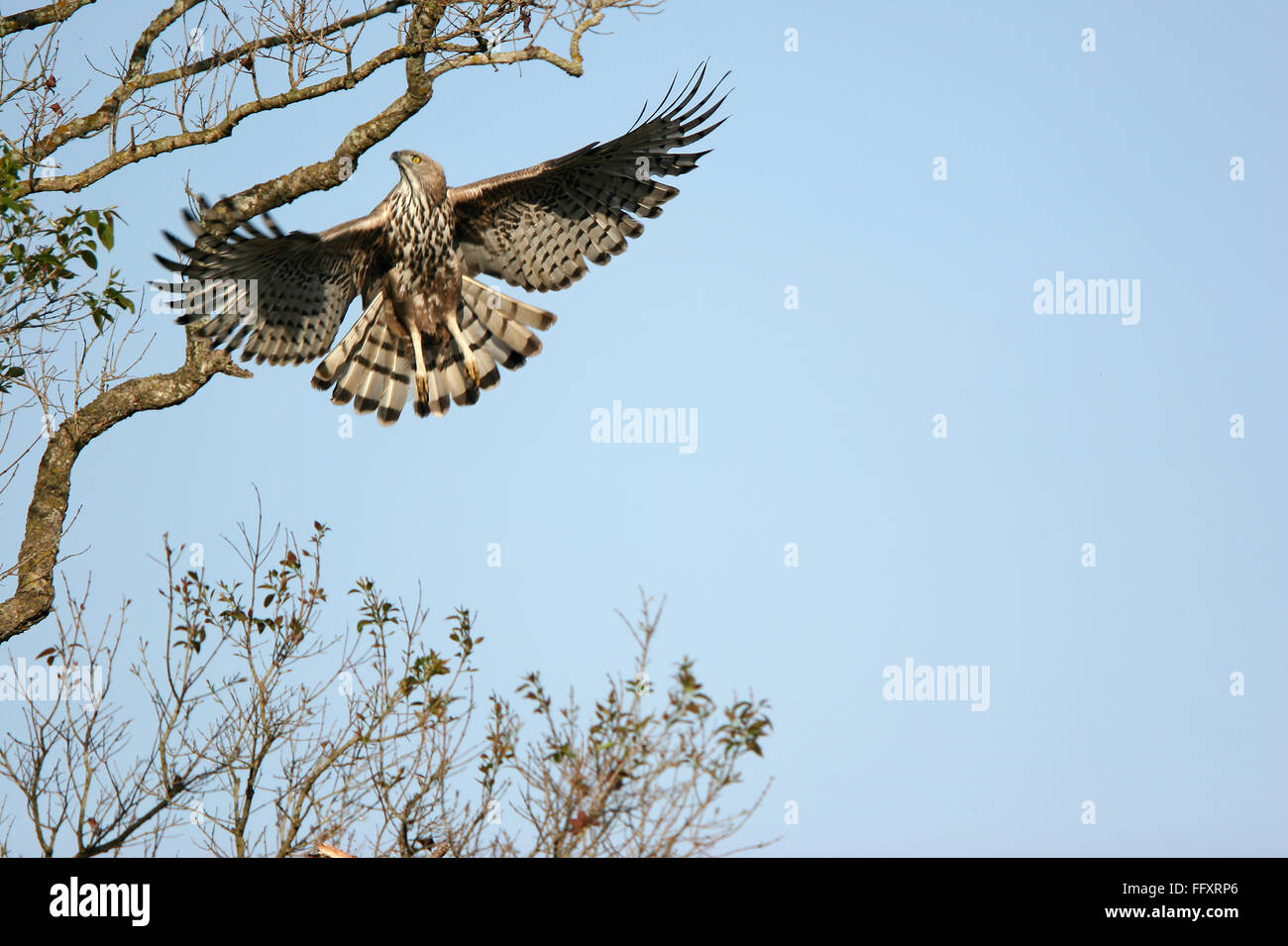 Bird , cambiante Eagle Hawk Spizaetus cirrhatus volando , la Reserva de Tigres de Corbett, Uttaranchal, India Foto de stock