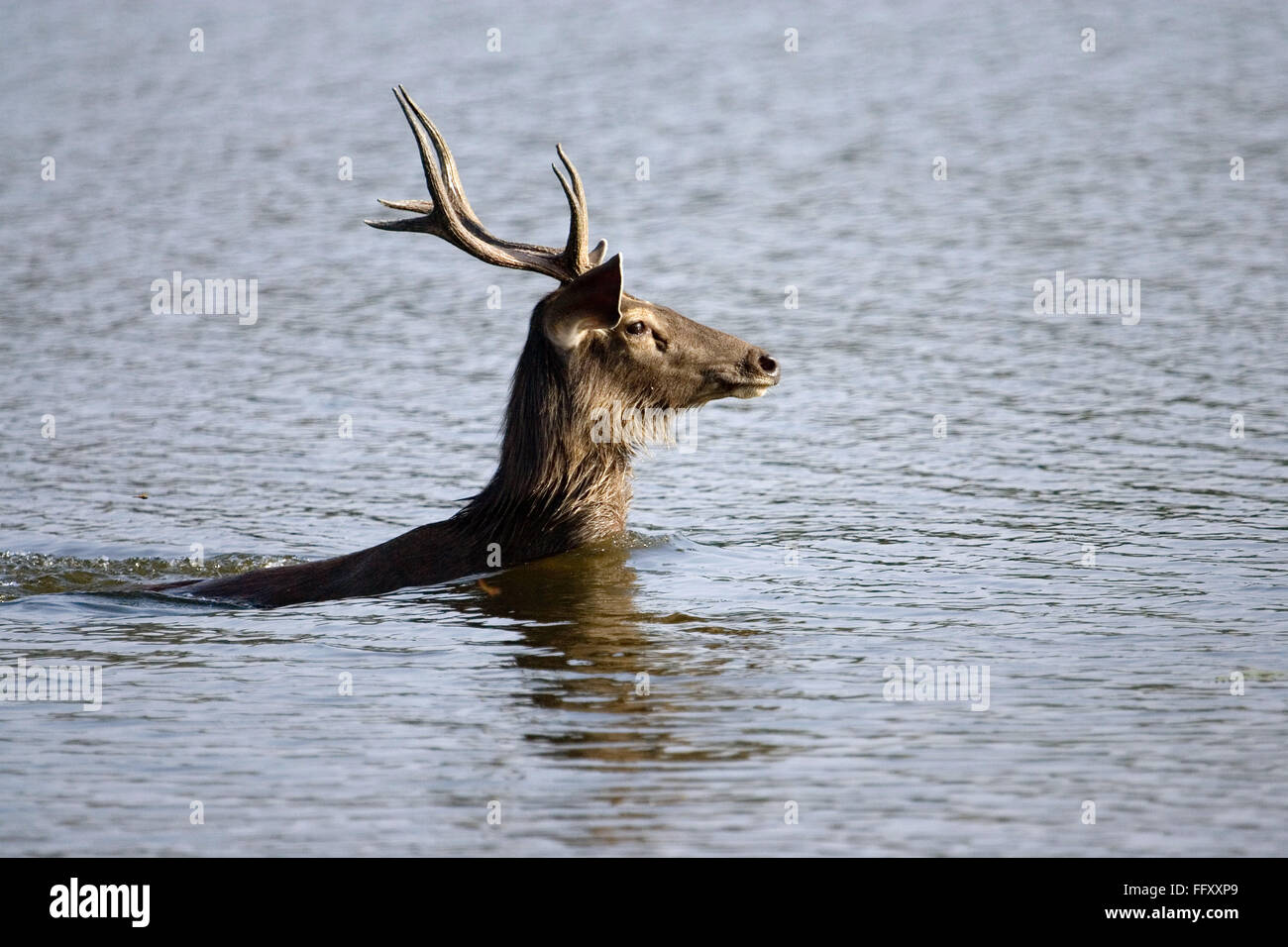 Sambar deer ciervo Cervus unicolor nadar en agua , la reserva de tigres de Ranthambore , Rajasthan, India Foto de stock