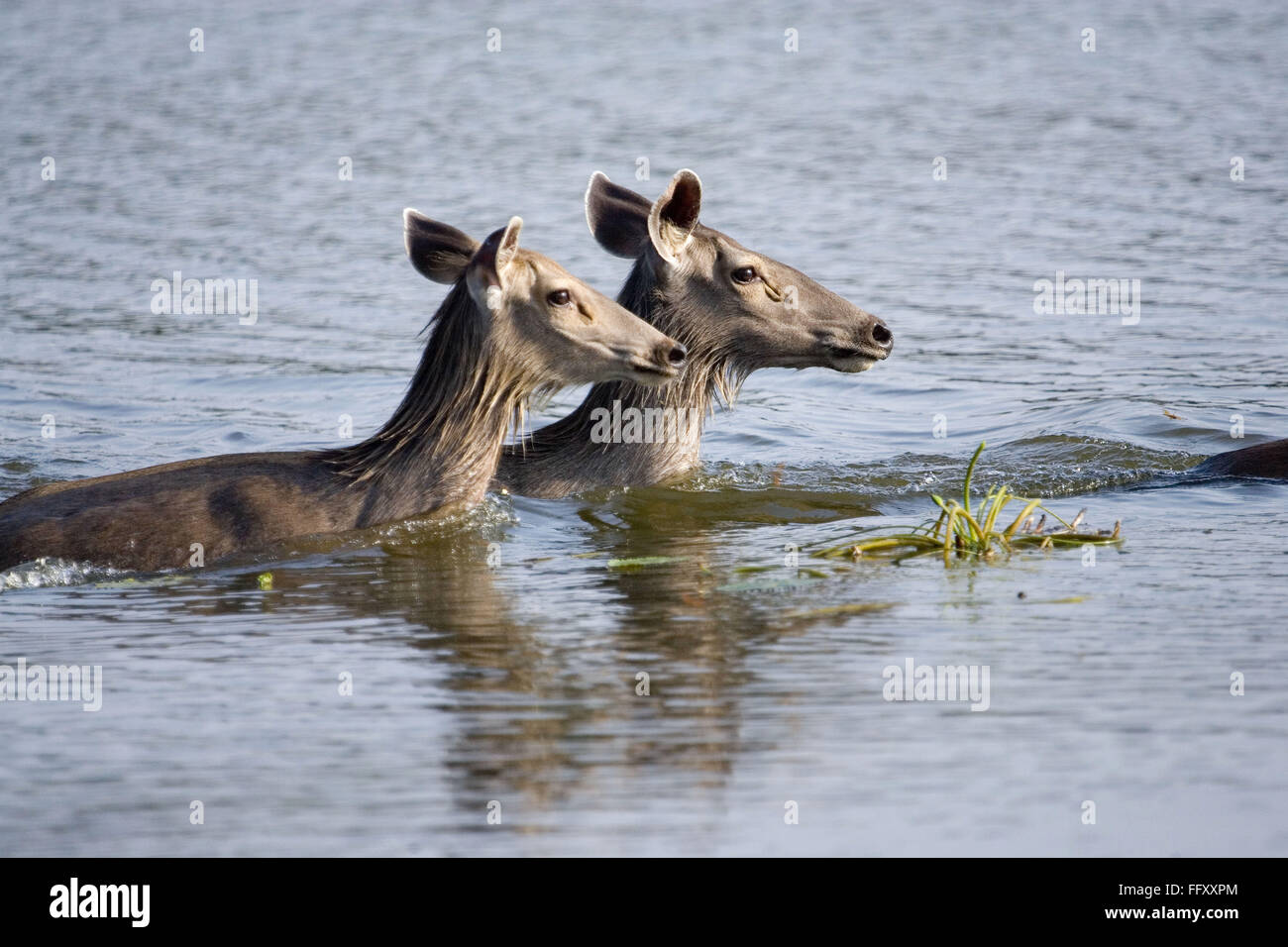 Sambar deer ciervo Cervus unicolor nadar en agua , la reserva de tigres de Ranthambore , Rajasthan, India Foto de stock