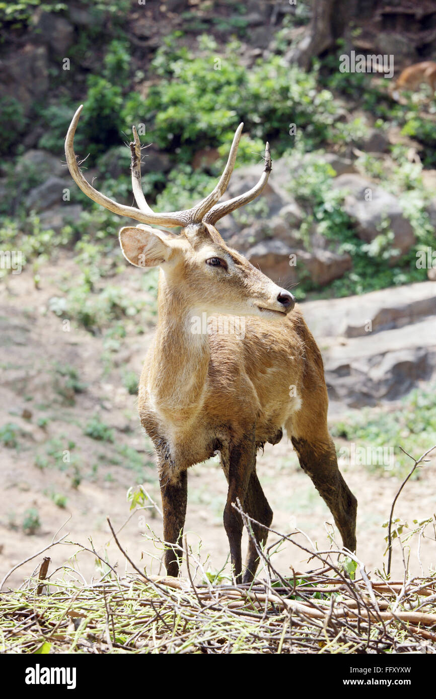 Cejas ciervo Cornamenta de ciervo Cervus eldi Eld en segundo plano en el zoo de Guwahati, Assam, India Foto de stock