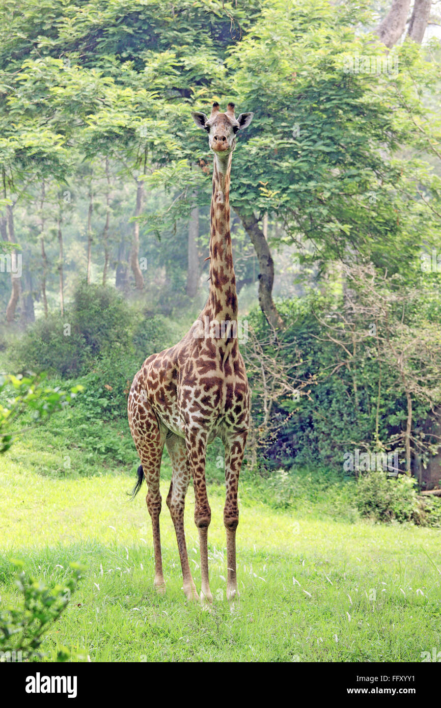 Giraffe jirafa, Camelopardalis jirafa en el zoo de Guwahati, Assam, India Foto de stock
