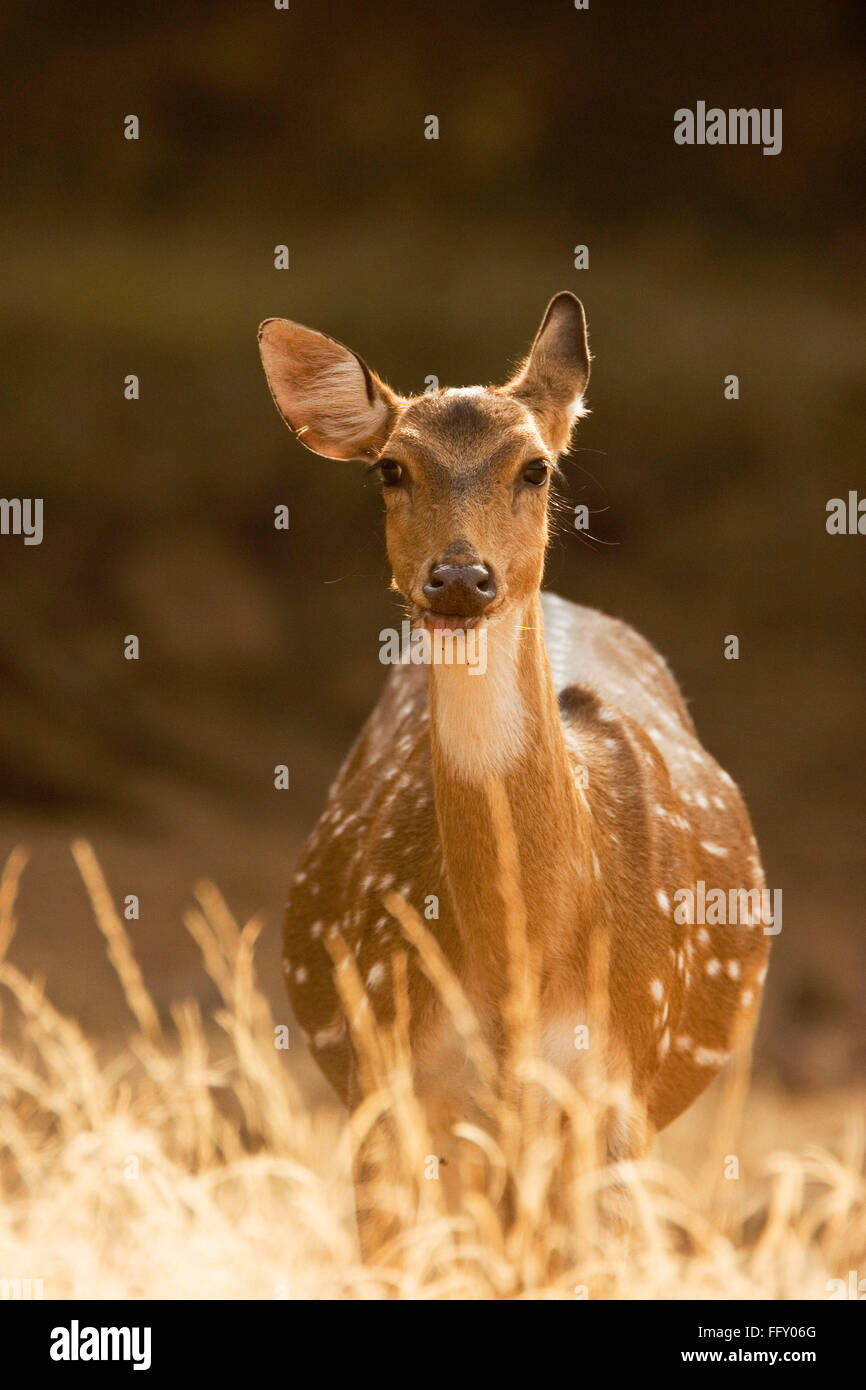 Chital o Ciervos Axis axis en el Parque nacional de Ranthambore, Rajasthan, India Foto de stock