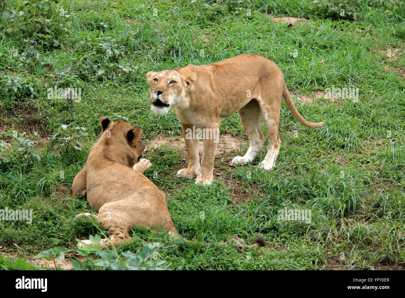 León en el zoo de Guwahati, Assam, India Foto de stock