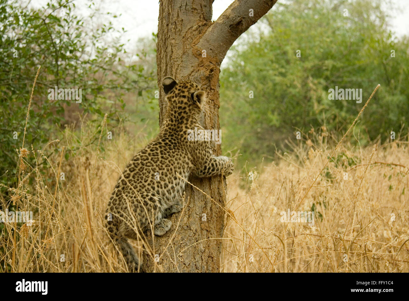 Big Cat baby o joven cachorro leopardo Panthera pardus escalada en el