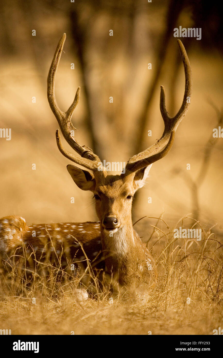 Chital o Ciervos Axis axis en el Parque nacional de Ranthambore, Rajasthan, India Foto de stock