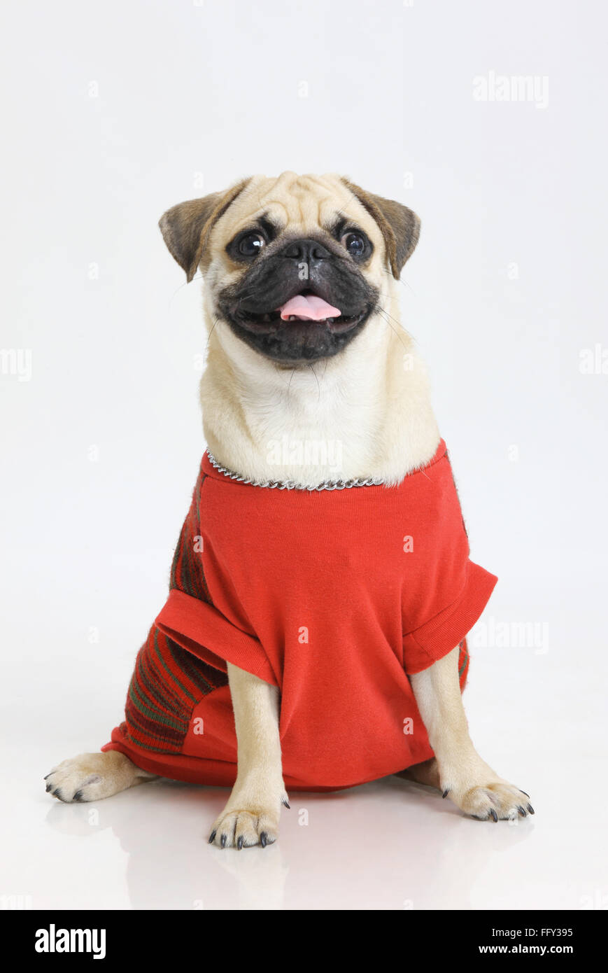 Perro Pug macho negro hocico inocencia en ropa roja posando sobre fondo  blanco Fotografía de stock - Alamy