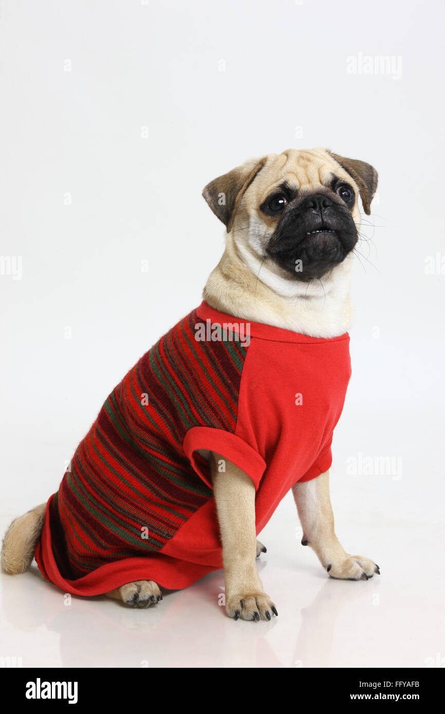 probabilidad Laos Asistir Perro Pug macho negro hocico ansioso en ropa roja posando sobre fondo  blanco Fotografía de stock - Alamy