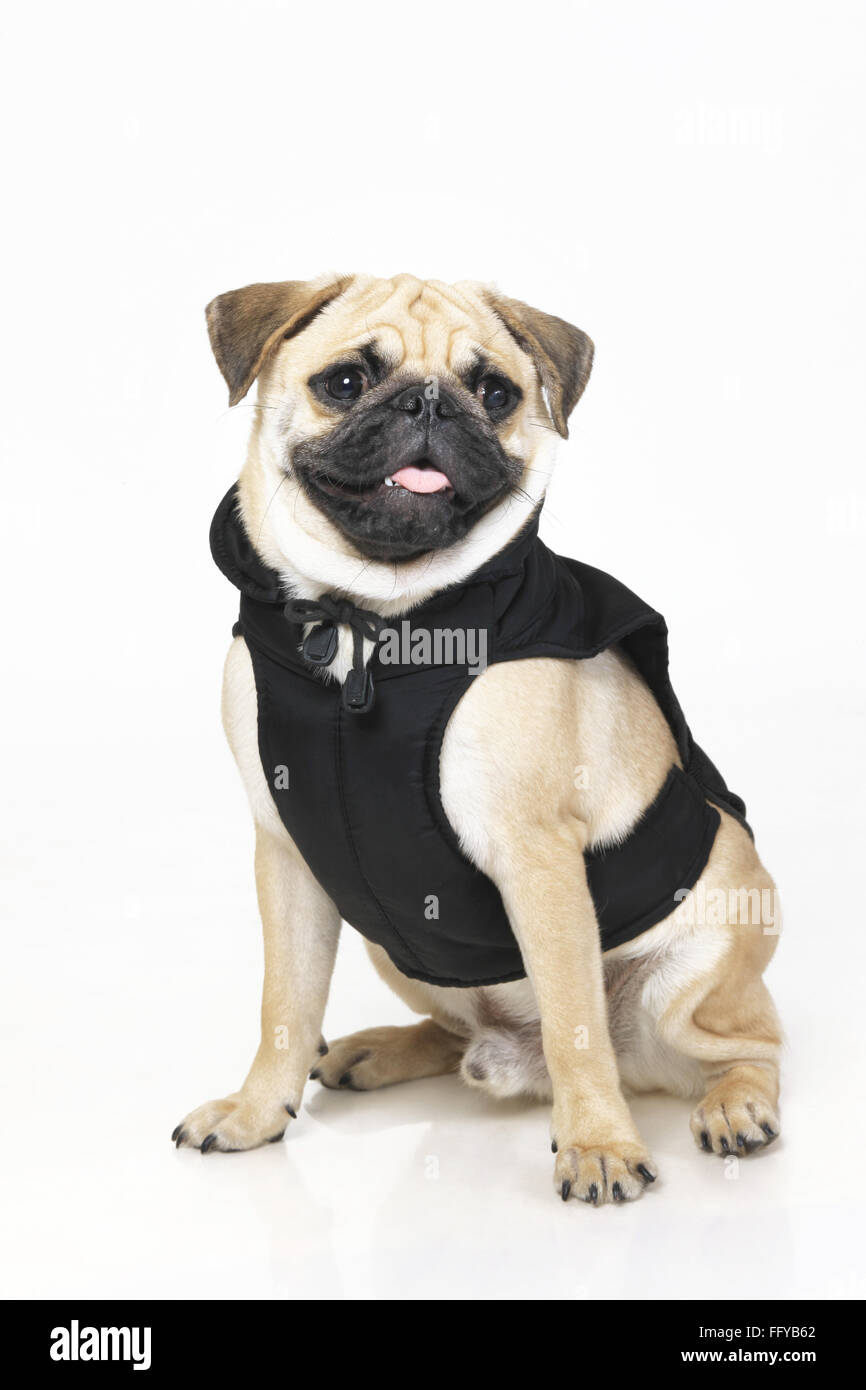 Perro Pug macho negro hocico mirando smart posando sobre fondo blanco  Fotografía de stock - Alamy