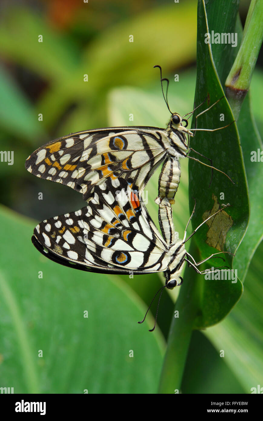 Lime el apareamiento de mariposas Butterfly park Bannerghatta en Bangalore en Karnataka, India Asia Foto de stock