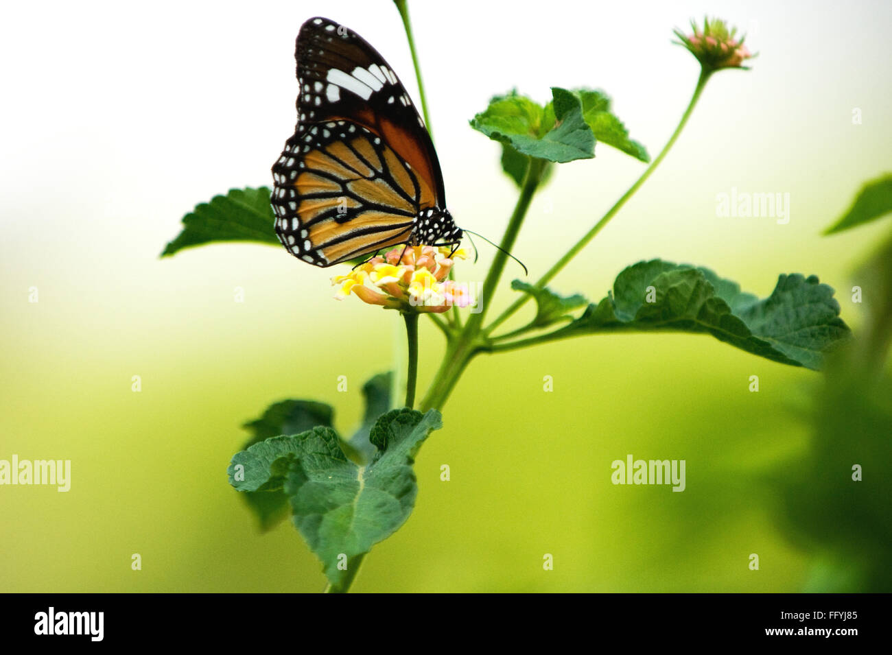 Rayas de tigre o comunes danaus genutia en Chintamoni Kar Santuario ; CALCUTA Calcuta ; en Bengala Occidental, India ; Foto de stock