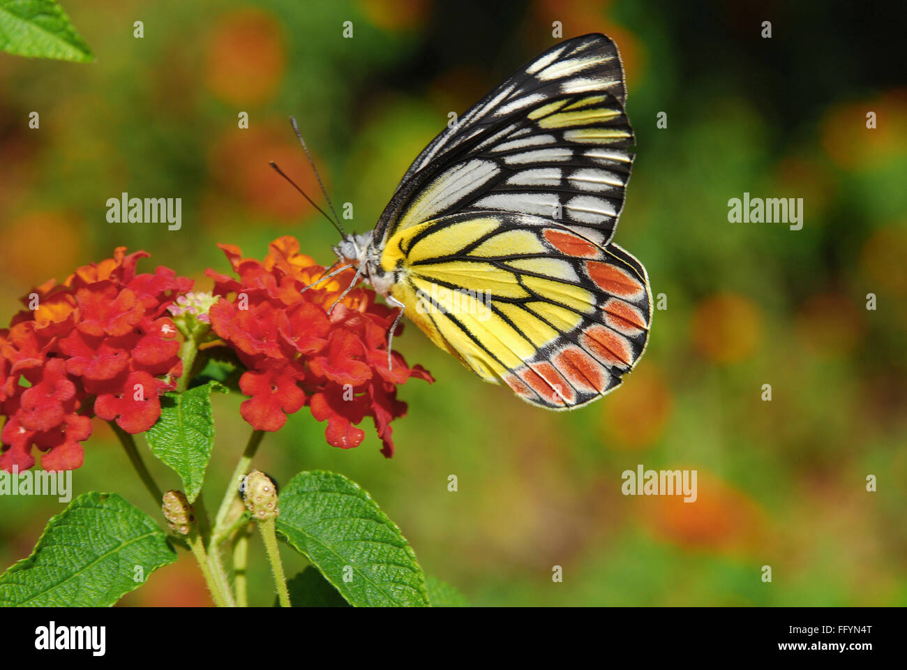 Jezabel común el parque de las mariposas Bannerghatta Bangalore, Karnataka, India Asia Foto de stock