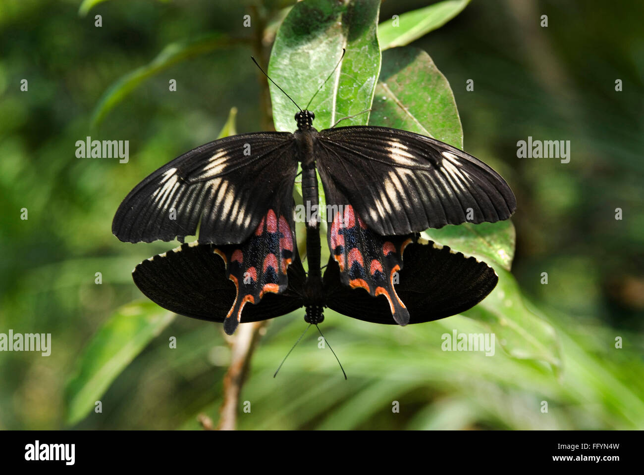 Acoplamiento Mormón común en el parque de las mariposas Bannerghatta Bangalore, Karnataka, India Asia Foto de stock