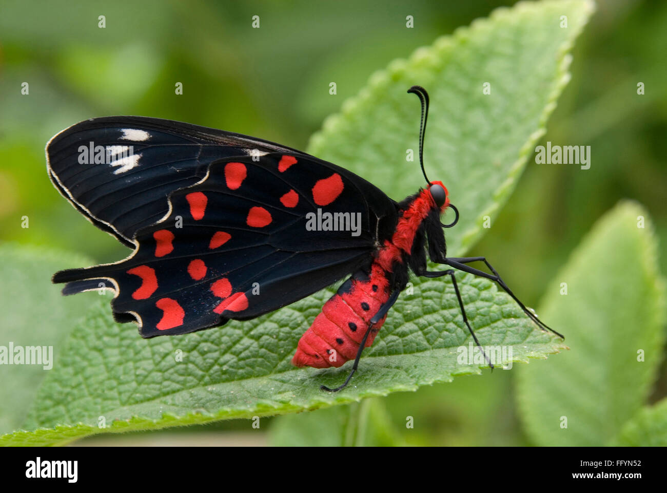 Rose Crimson Butterfly park Bannerghatta en Bangalore en Karnataka, India Asia Foto de stock