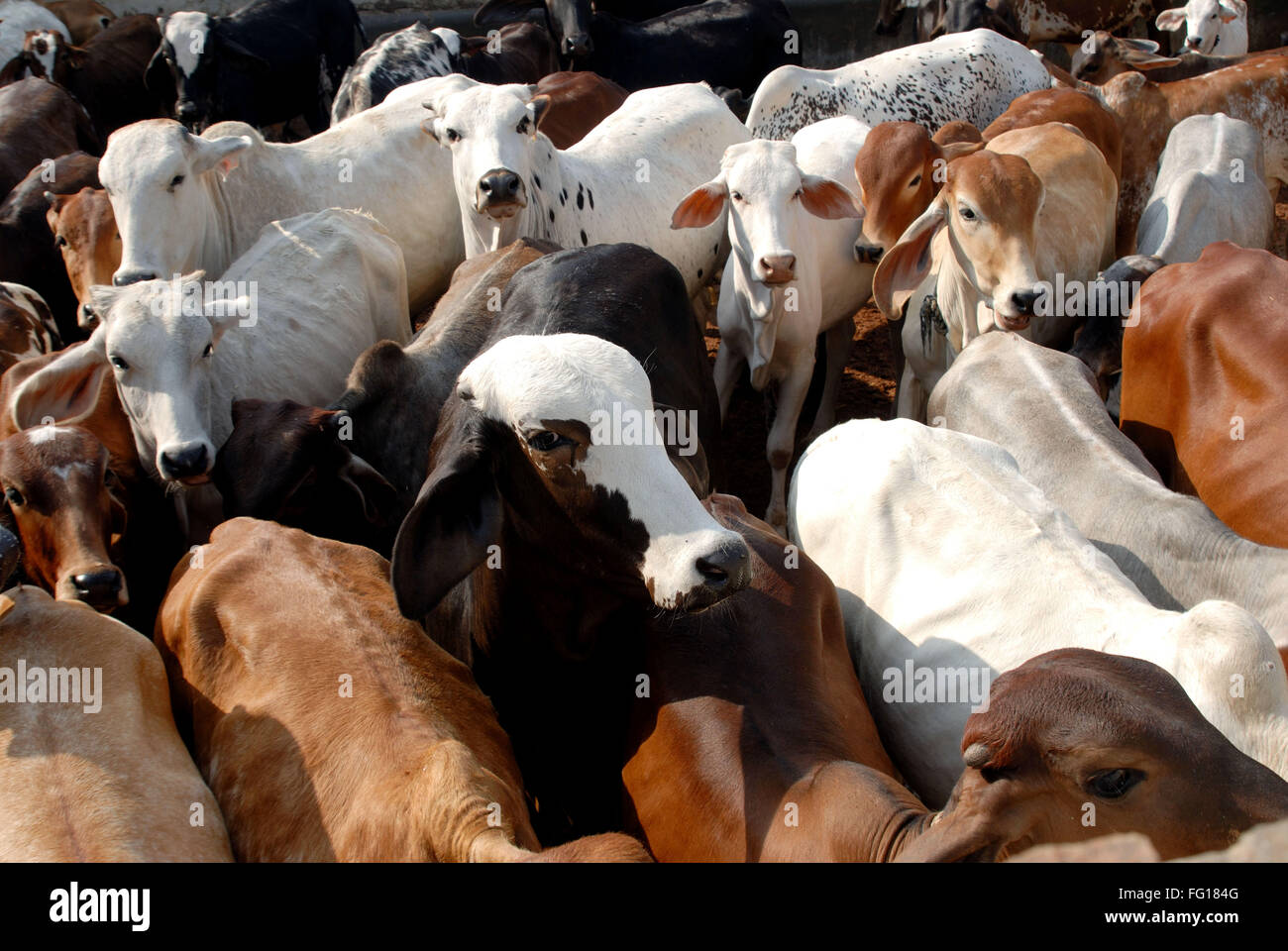 Animal , Vacas , India India Foto de stock