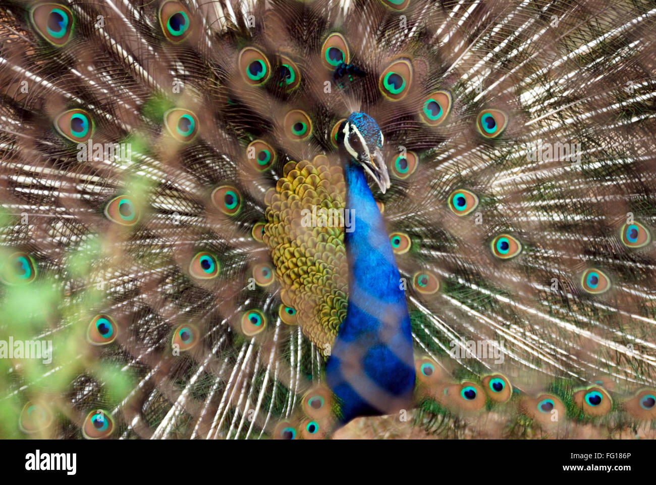 Bird , pavo real ave nacional de baile con plumas de pavo real abierto Foto de stock