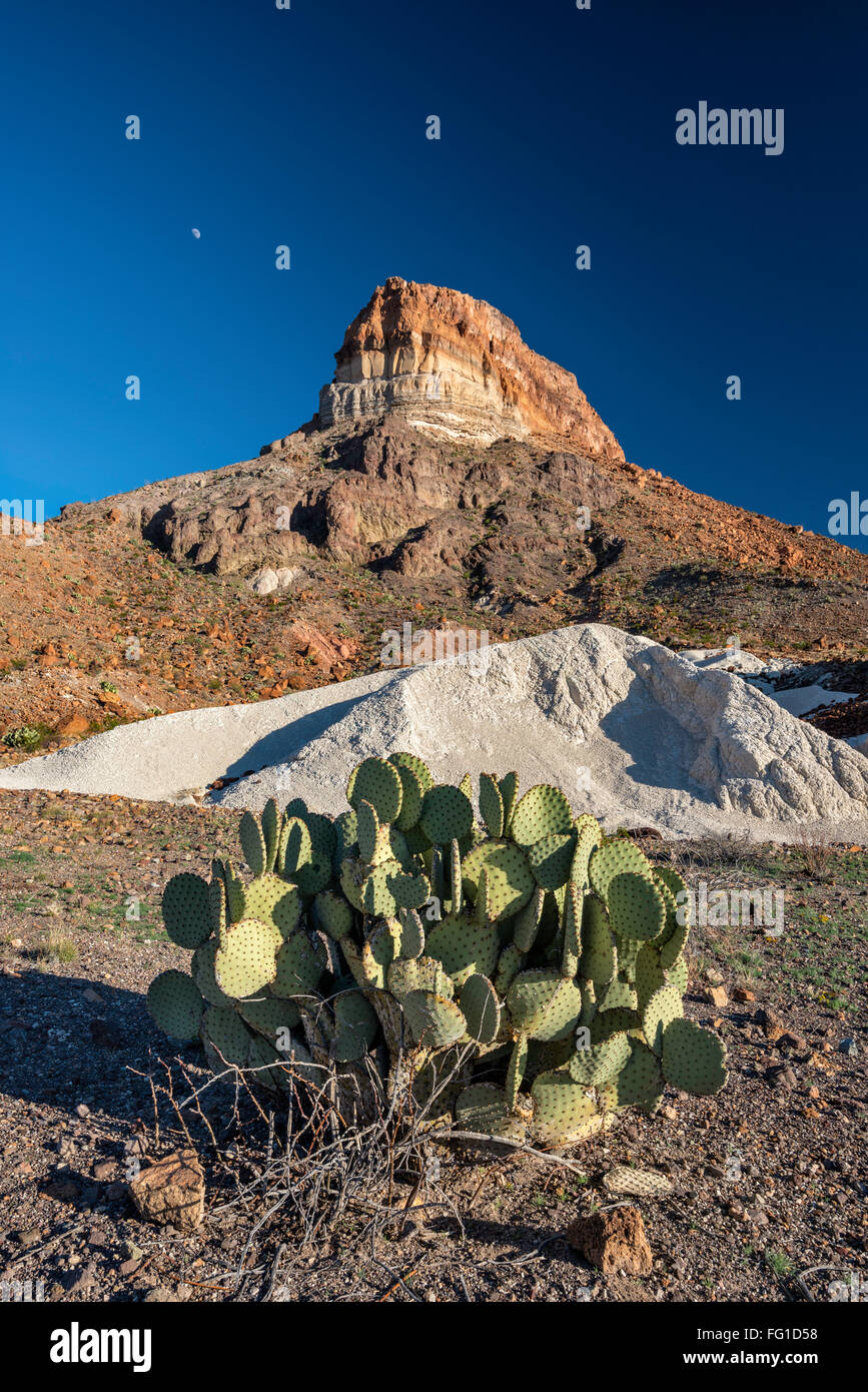 Cerro Castellano aka Pico Castolon, tobas volcánicas blancas o los depósitos de cenizas, nopal, el Parque Nacional de Big Bend, Texas, EE.UU. Foto de stock