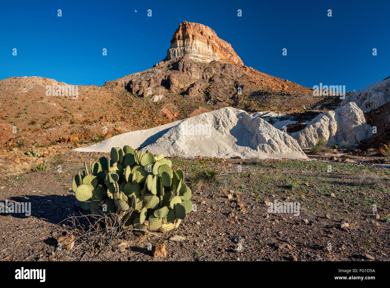 Cerro Castellano aka Pico Castolon, tobas volcánicas blancas o los depósitos de cenizas, nopal, el Parque Nacional de Big Bend, Texas, EE.UU. Foto de stock