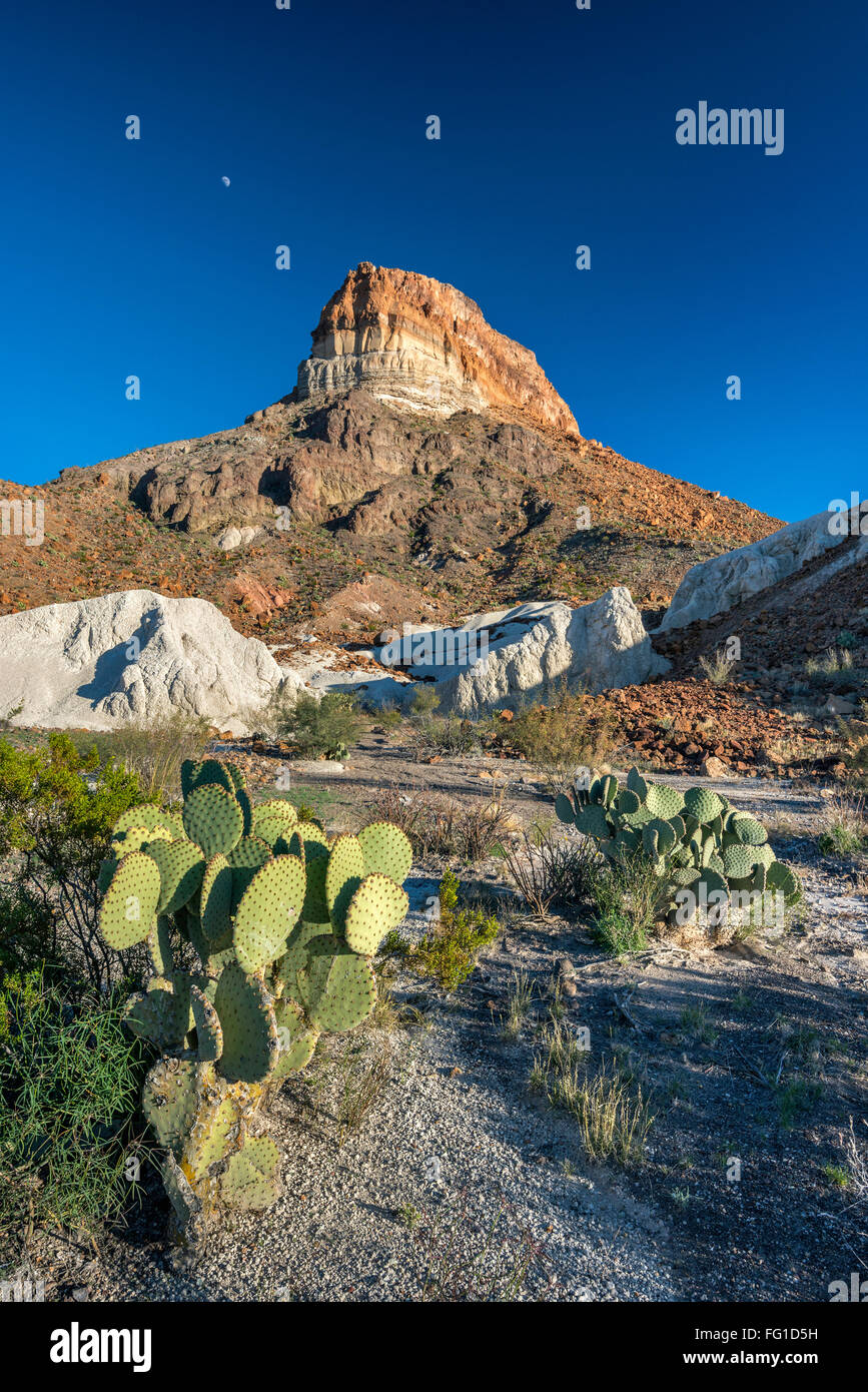 Cerro Castellano aka Pico Castolon, tobas volcánicas blancas o los depósitos de cenizas, nopal, el Parque Nacional de Big Bend, Texas, EE.UU. Foto de stock