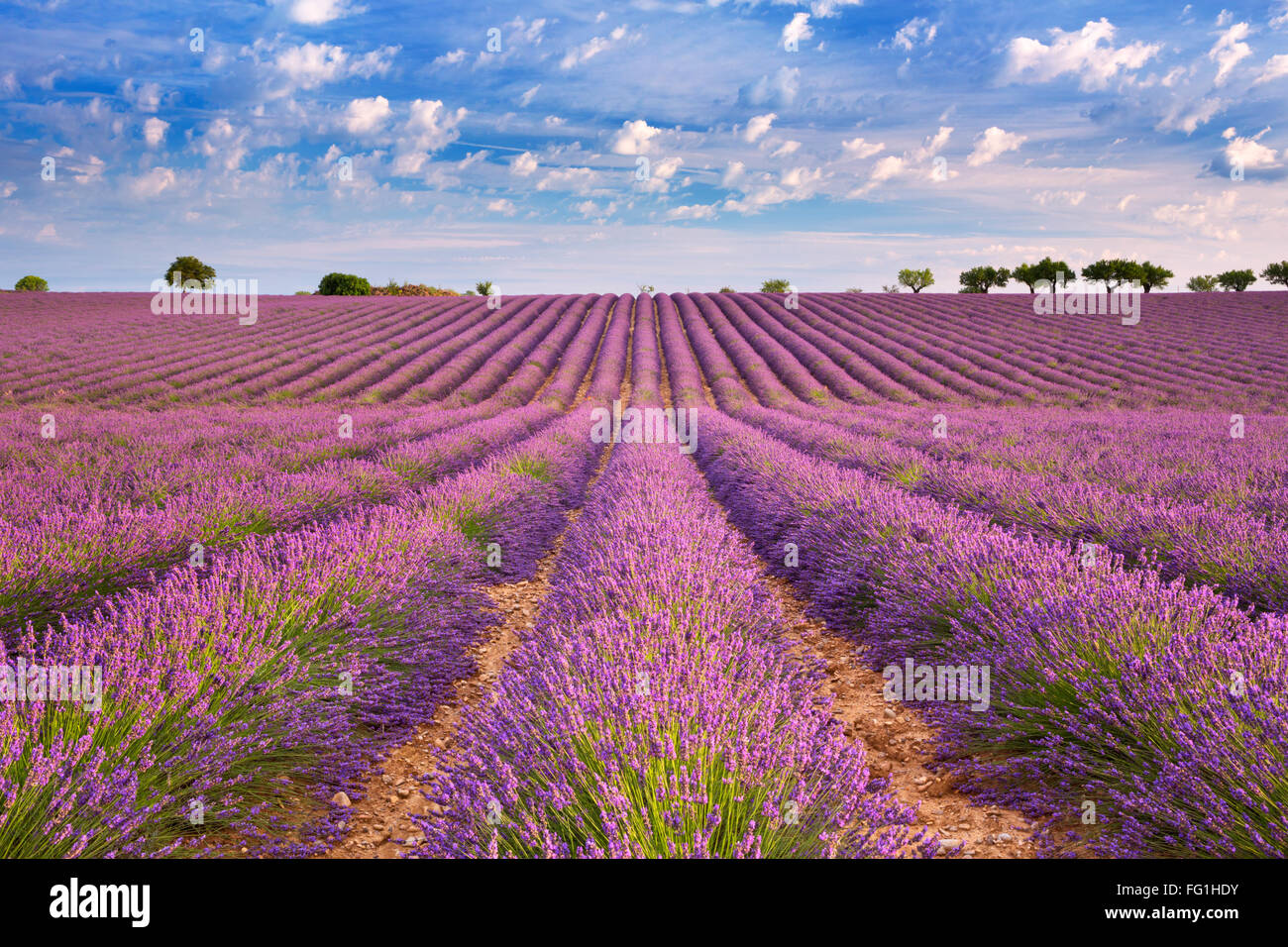 Blooming campos de lavanda en Valensole meseta en la Provenza en el sur de Francia. Foto de stock