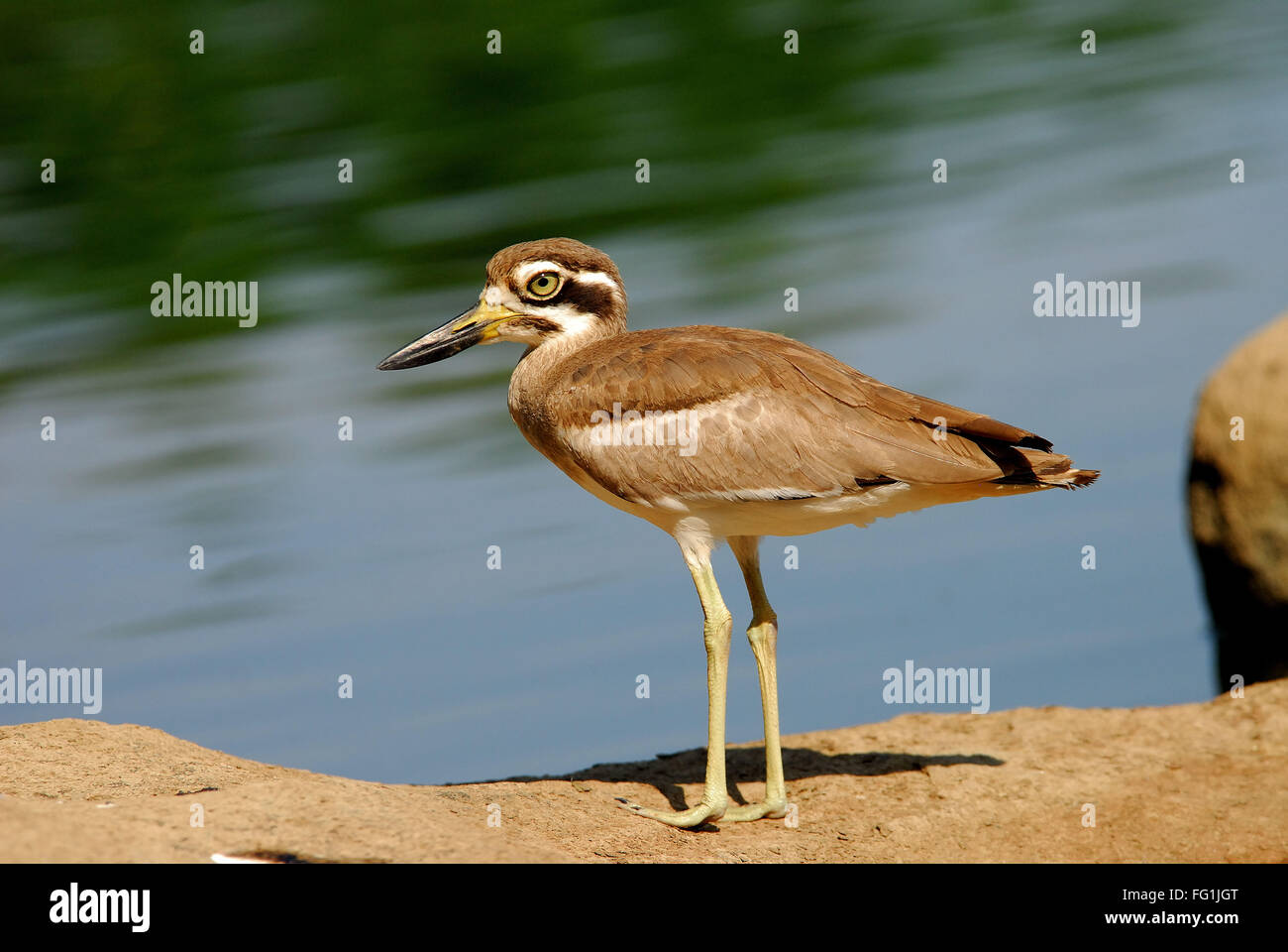 Las aves , piedra Patinegro Esacus recurvirostris Foto de stock