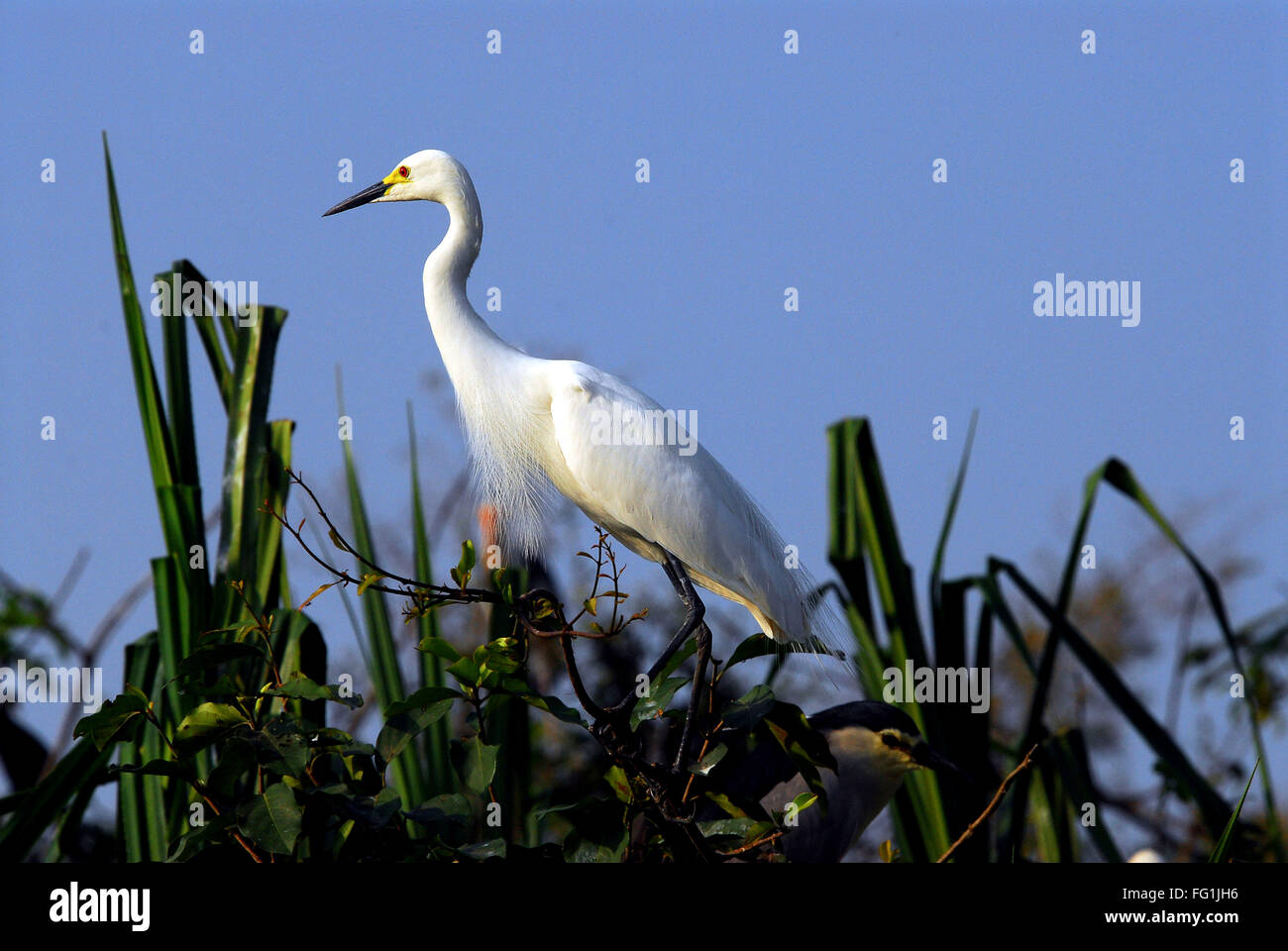 Las aves , Mediana Egret Mesophoyx intermedia Foto de stock