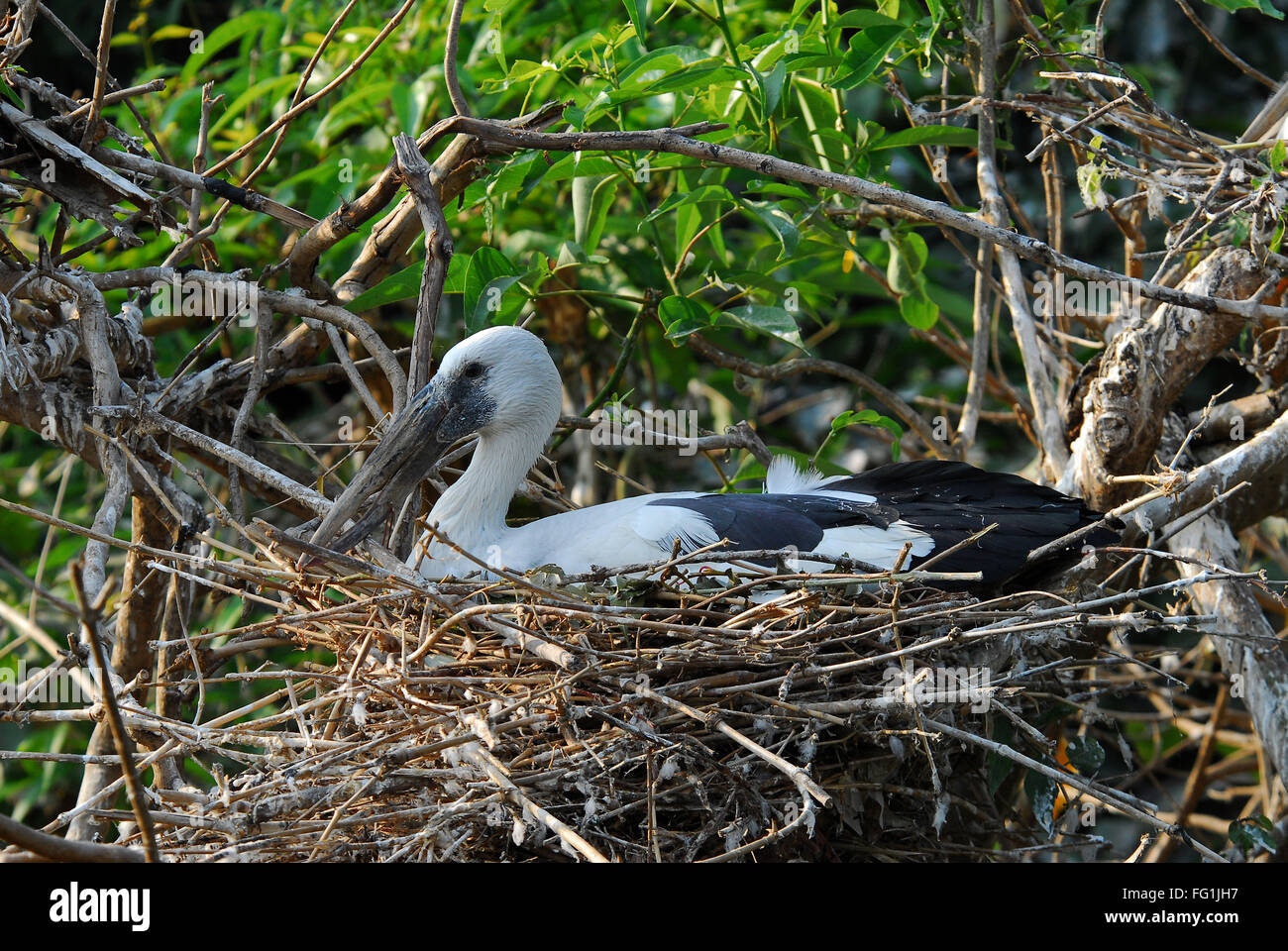 Las aves , Asian Openbill Stork Anastomus oscitans anidamiento Foto de stock