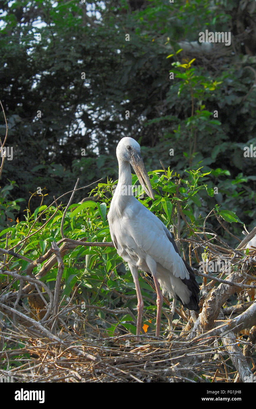 Las aves , Asian Openbill Stork Anastomus oscitans Foto de stock