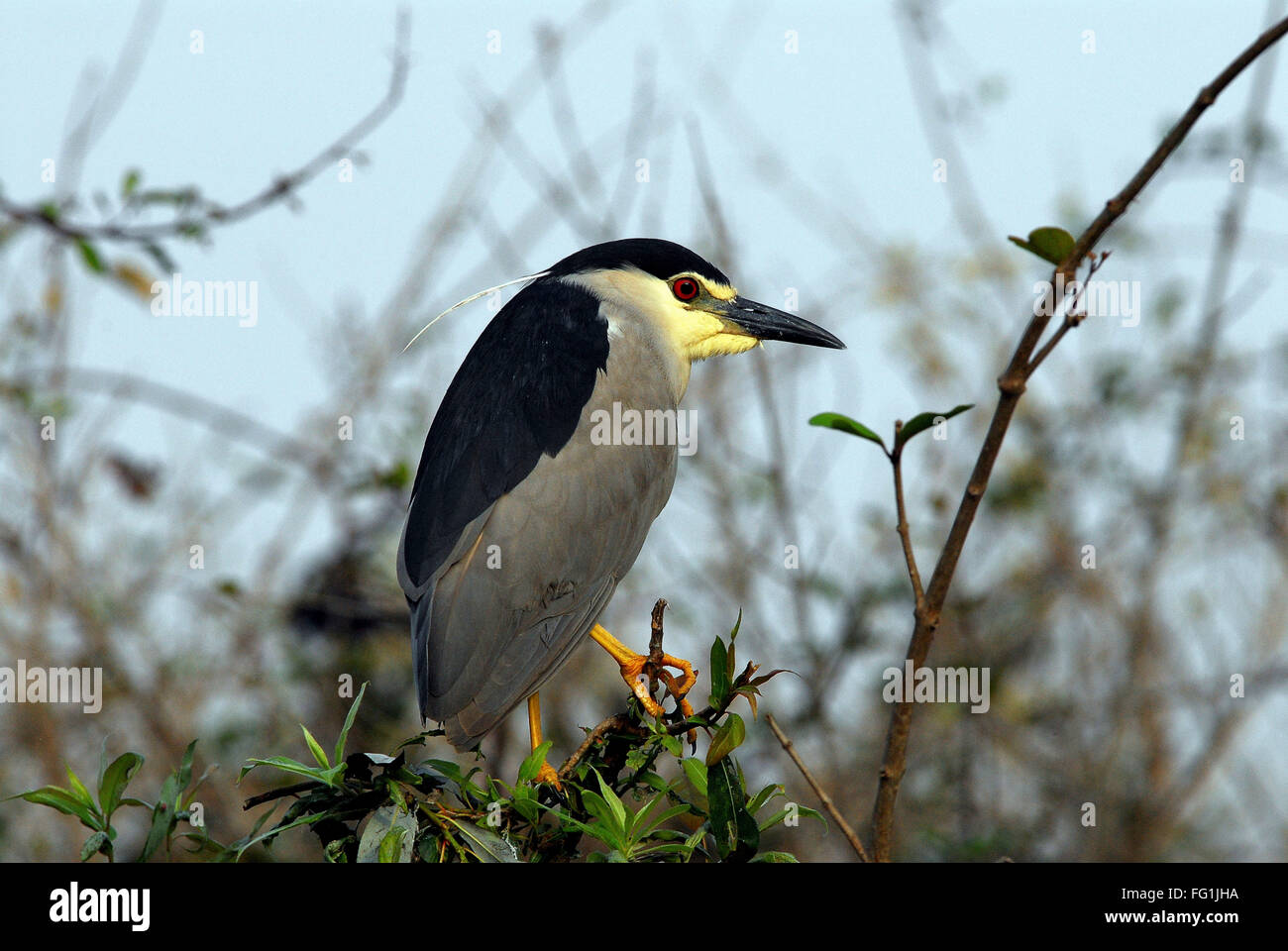 Las aves , negro coronado Garza nocturna Nycticorax Foto de stock