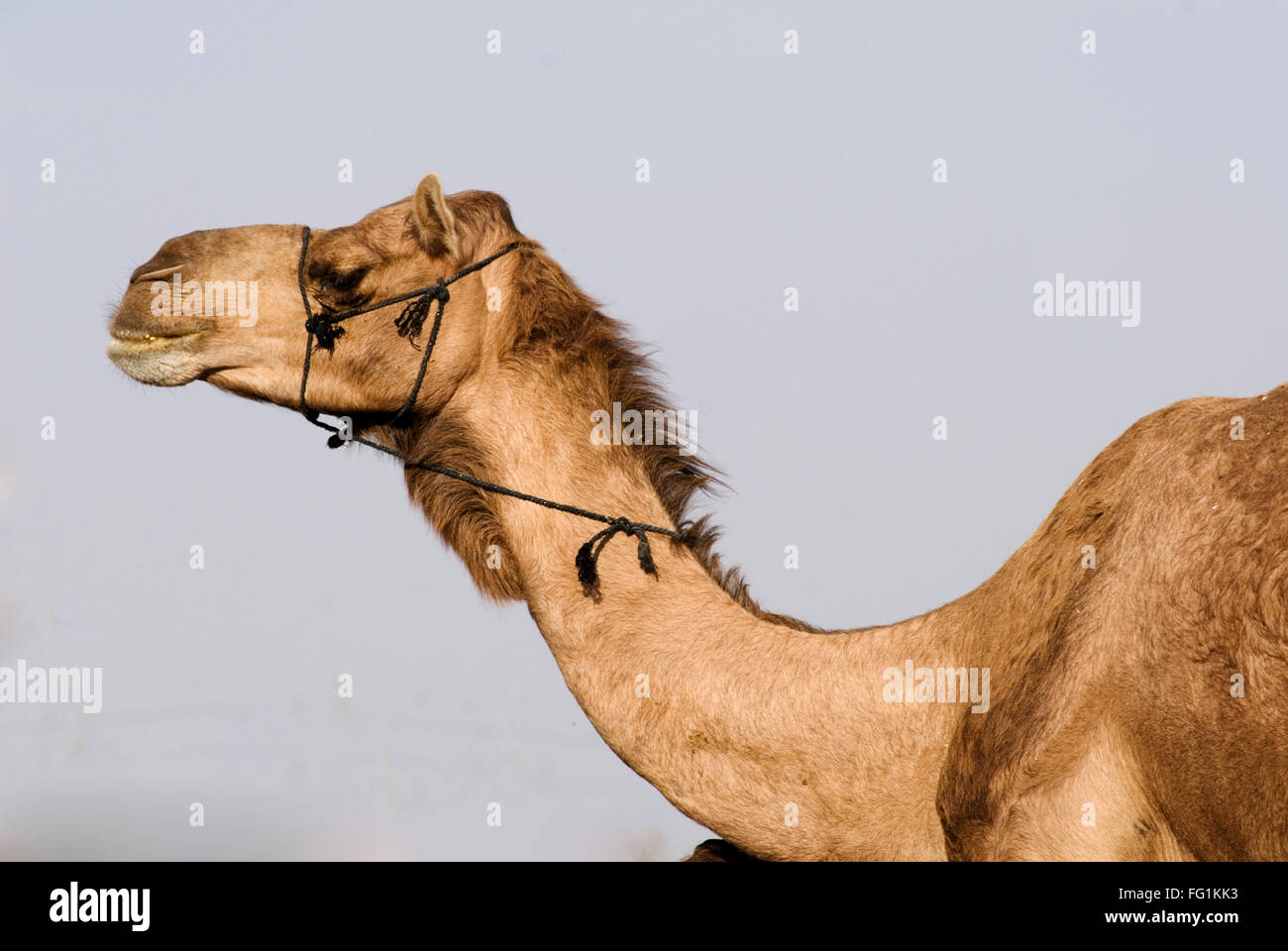 Camello en camello, Centro de Investigación de Bikaner, Rajasthan, India Foto de stock
