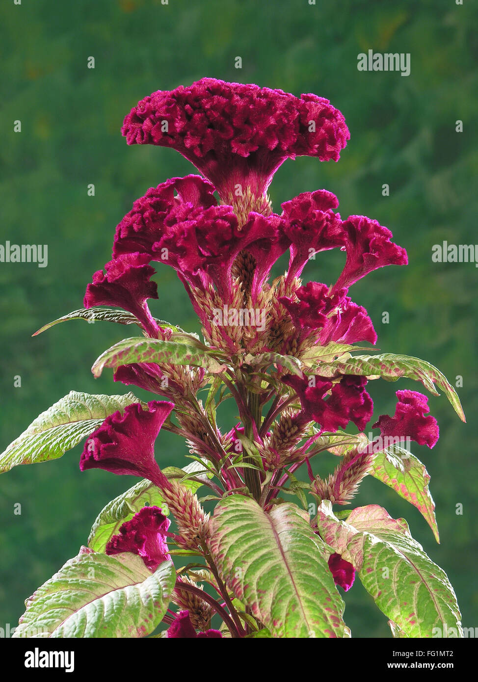 Flor de la cresta de gallo fotografías e imágenes de alta resolución - Alamy