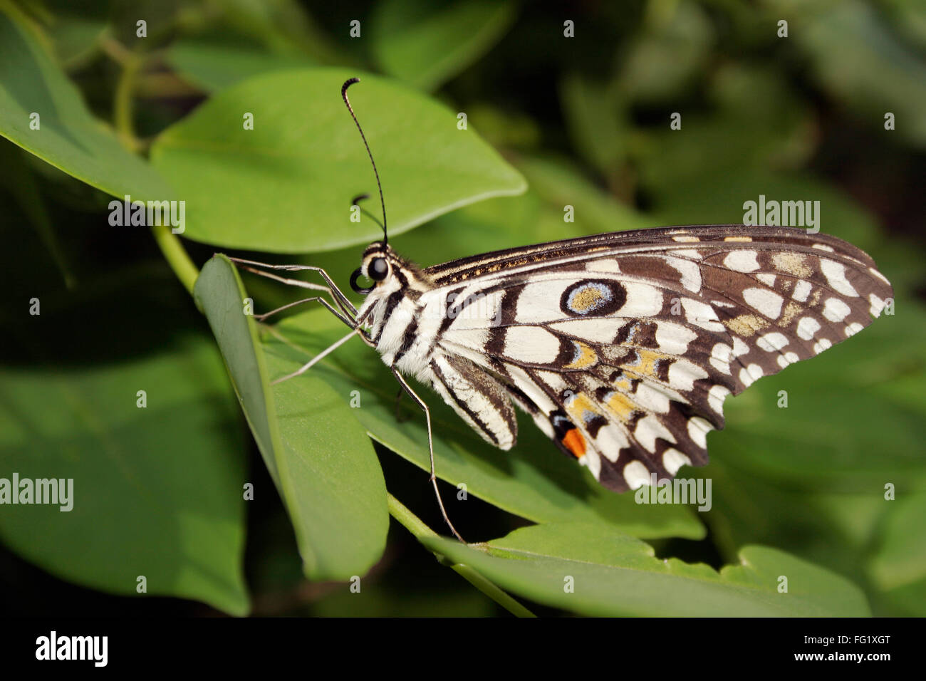 Insecto , Cal butterfly Butterfly ii princeps fruhstorferij demoleus libanius ii Foto de stock