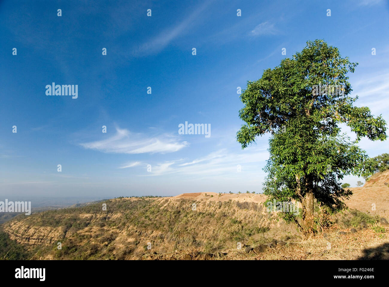 Un árbol de pie en la cima de la montaña de Saputara rango en el distrito Amravati Chikhaldara ; ; ; Maharashtra India Foto de stock