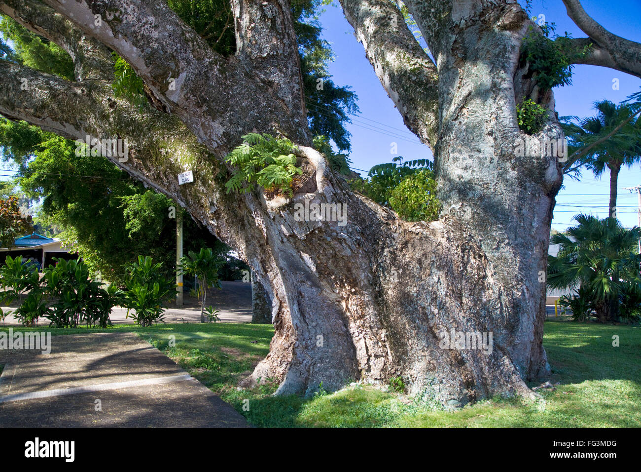 Acacia árbol koa en Hawi en la Isla Grande de Hawaii, EE.UU. Foto de stock