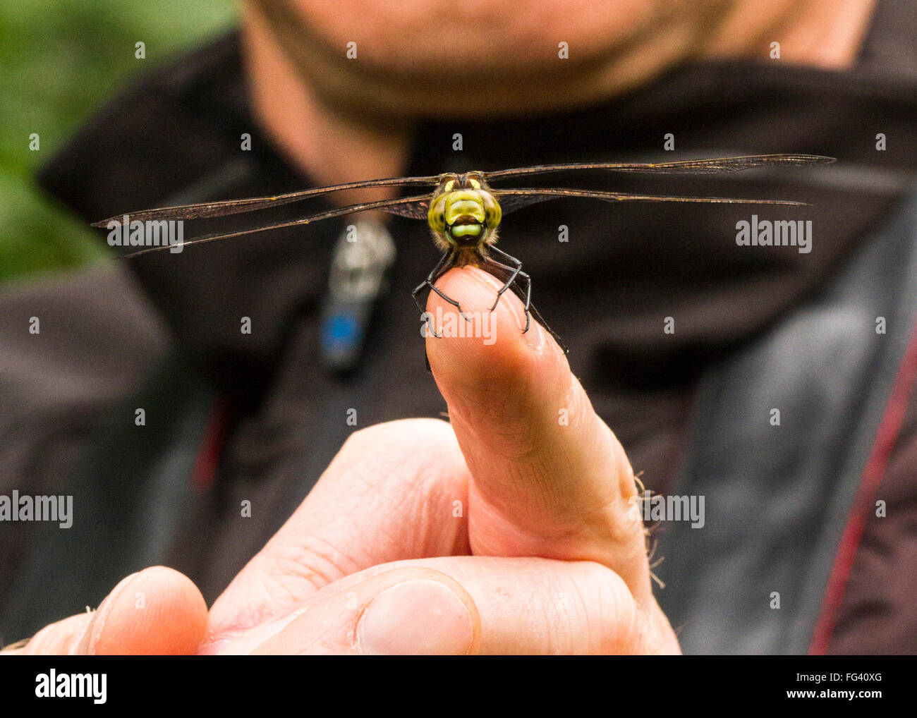 La interacción humana y la vida silvestre, un hawker dragonfly sentado sobre un hombre, dedo. Breve visita, momento fugaz, viviendo con la vida silvestre. Foto de stock